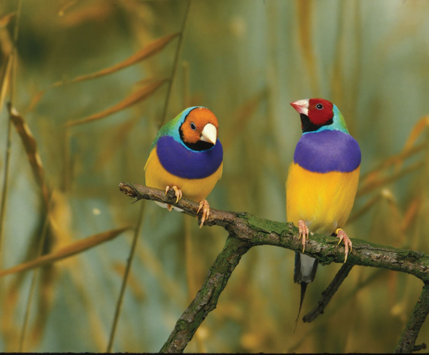 Gouldian finches on a branch