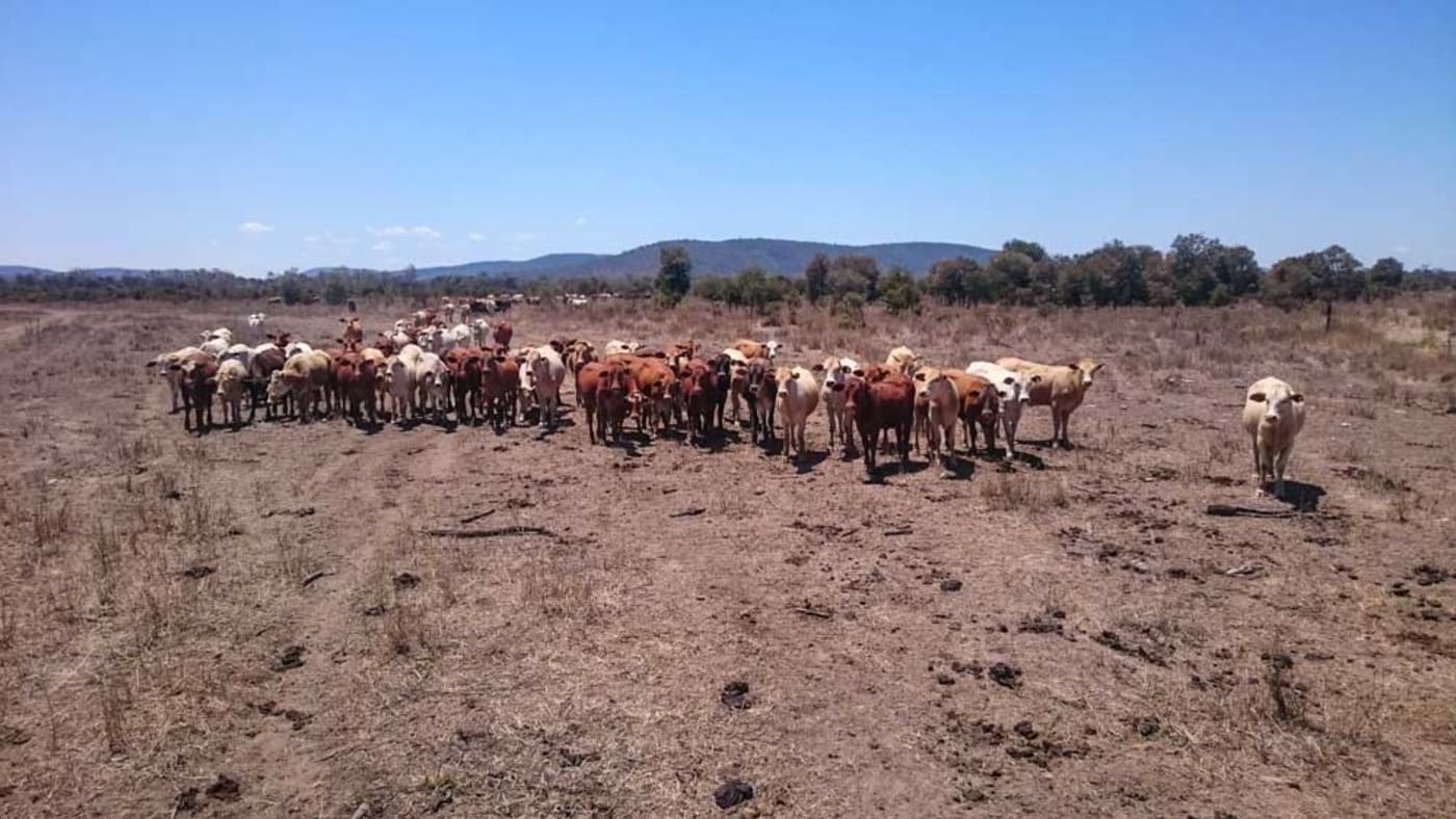 Grazing cattle in Bannockburn, Moora Plains