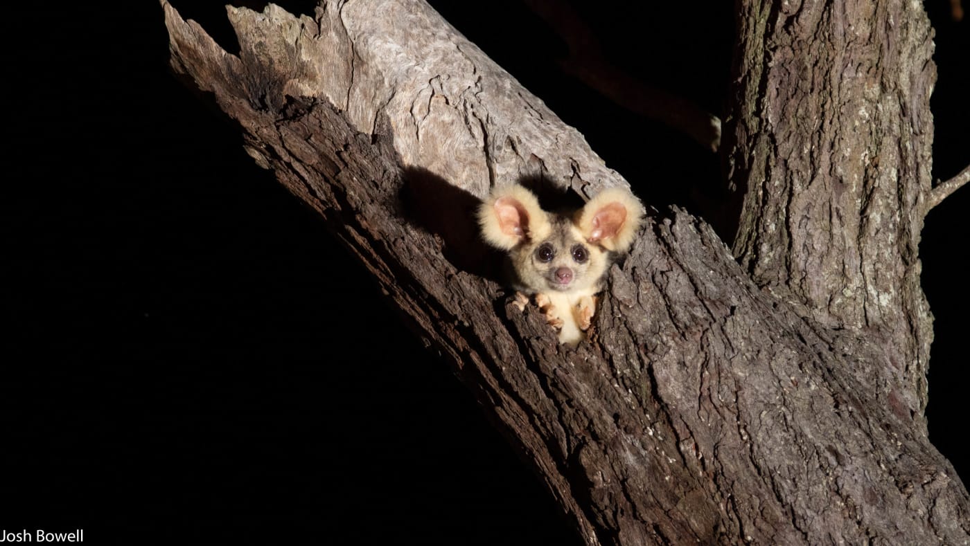 Greater glider poking its head out of a tree hollow in a patch of old-growth forest in Munruben, Logan City, south of Brisbane
