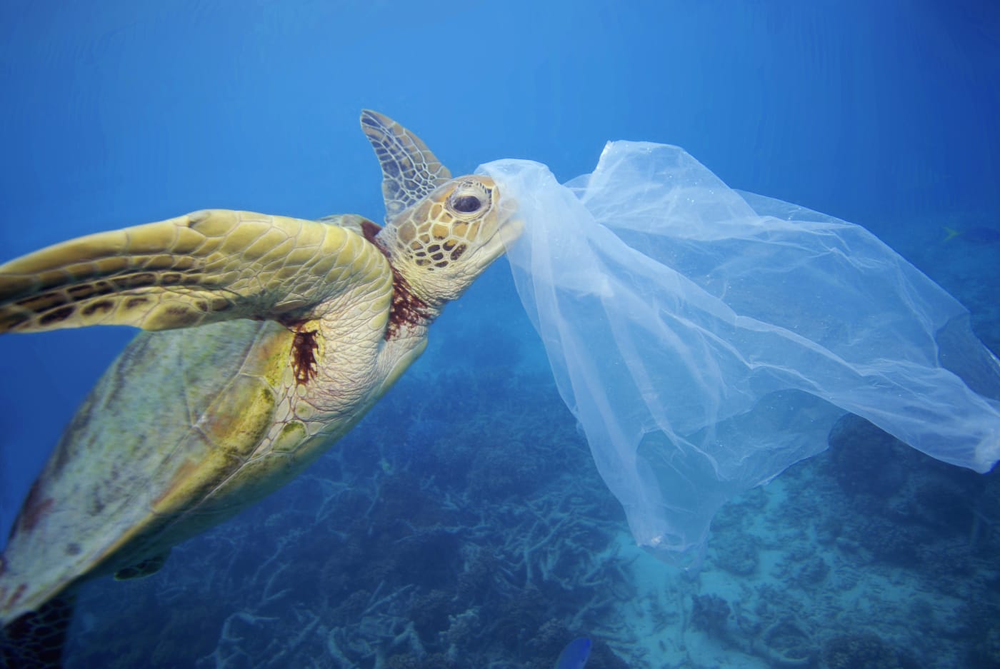 Green sea turtle (Chelonia mydas) with a plastic bag, Moore Reef, Great Barrier Reef, Australia. The bag was removed by the photographer before the turtle had a chance to eat it.