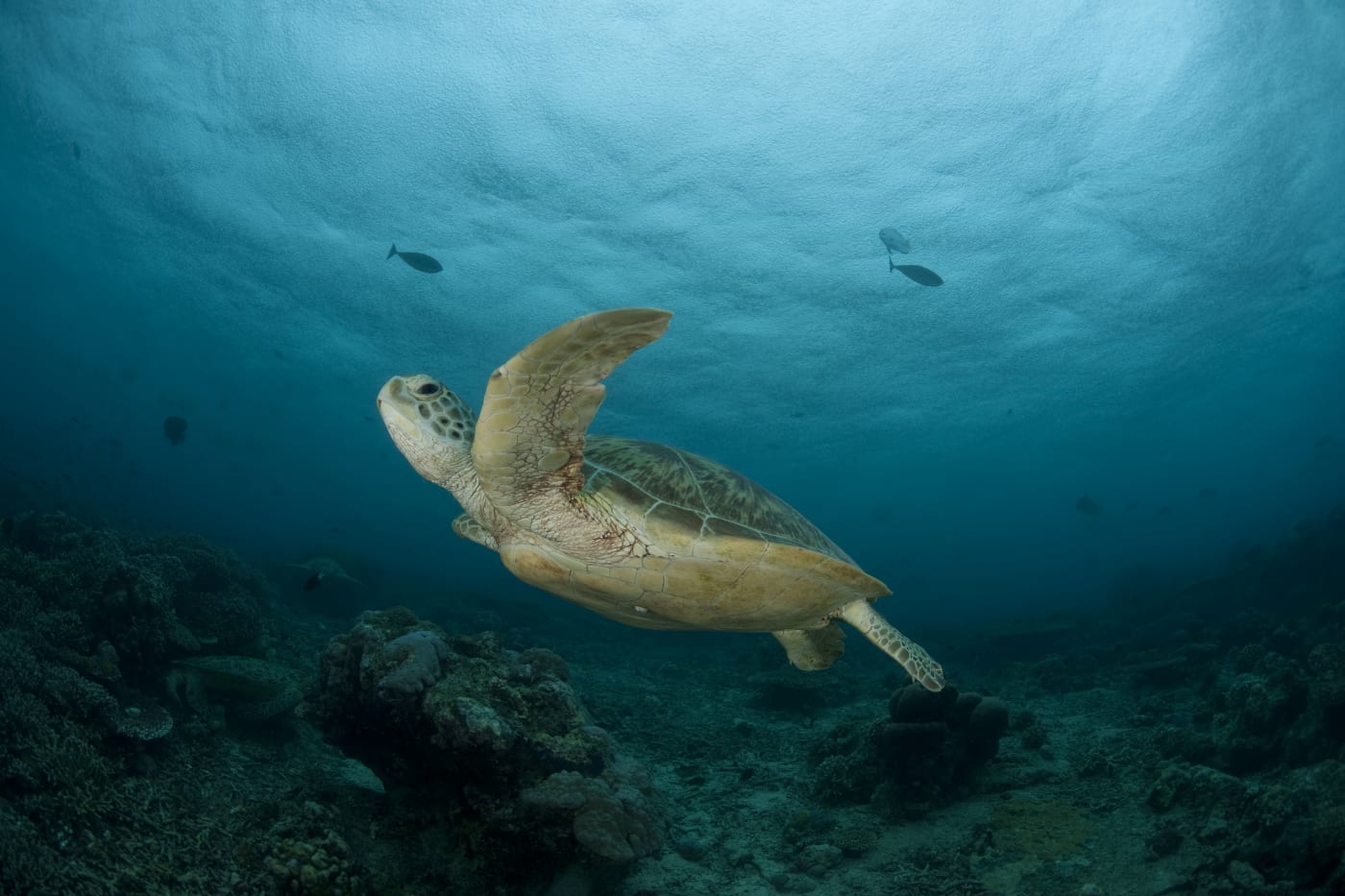 Green sea turtle (Chelonia mydas), Sipadan Island, Semporna, Sabah, Malaysia. 19 June 2009