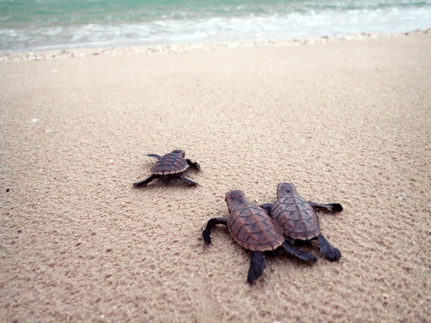 A green and two hawksbill turtle hatchlings making their may to the ocean.
In February 2017, WWF-Australia worked with Apudthama Indigenous Rangers and the Department of Environment and Heritage Protection to attach satellite transmitters to ten hawksbill turtles on Milman Island. The satellites are used to gather data about where the turtles feed, which reefs they prefer, what paths they take, and what threats they’re facing, which allows WWF and its partners to protect them more effectively.