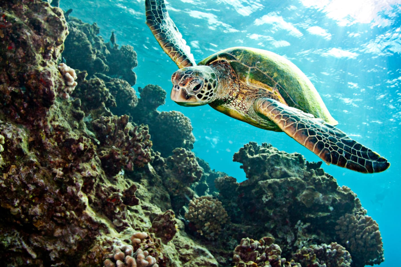Green turtle (Chelonia mydas) swimming over coral