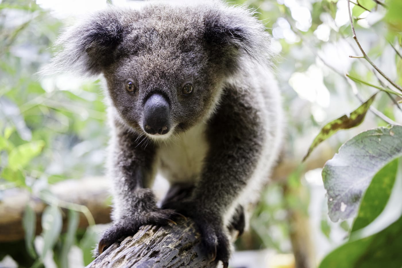 Gulliver is a 14-month-old koala joey. Friends of the Koala (FOTK) rescuers found him on the ground cold and alone in Tregeagle, NSW amid the Northern Rivers flood crisis. His mother sadly couldn't be found, so Gulliver was  assessed and then put into home care with a koala carer