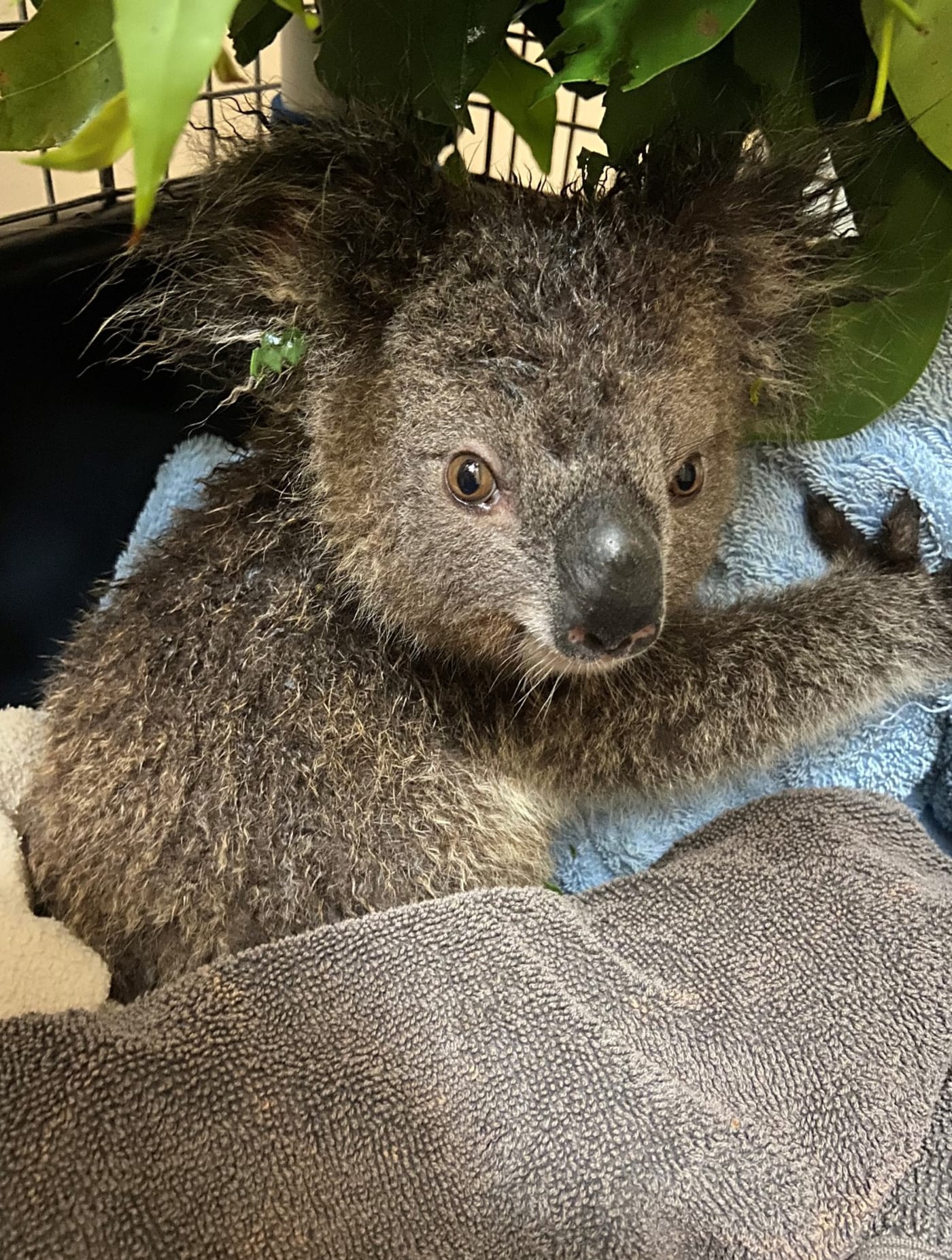 Gulliver is a 14-month-old koala joey. Friends of the Koala (FOTK) rescuers found him on the ground cold and alone in Tregeagle, NSW amid the Northern Rivers flood crisis. His mother sadly couldn't be found, so Gulliver was  assessed and then put into home care with a koala carer.