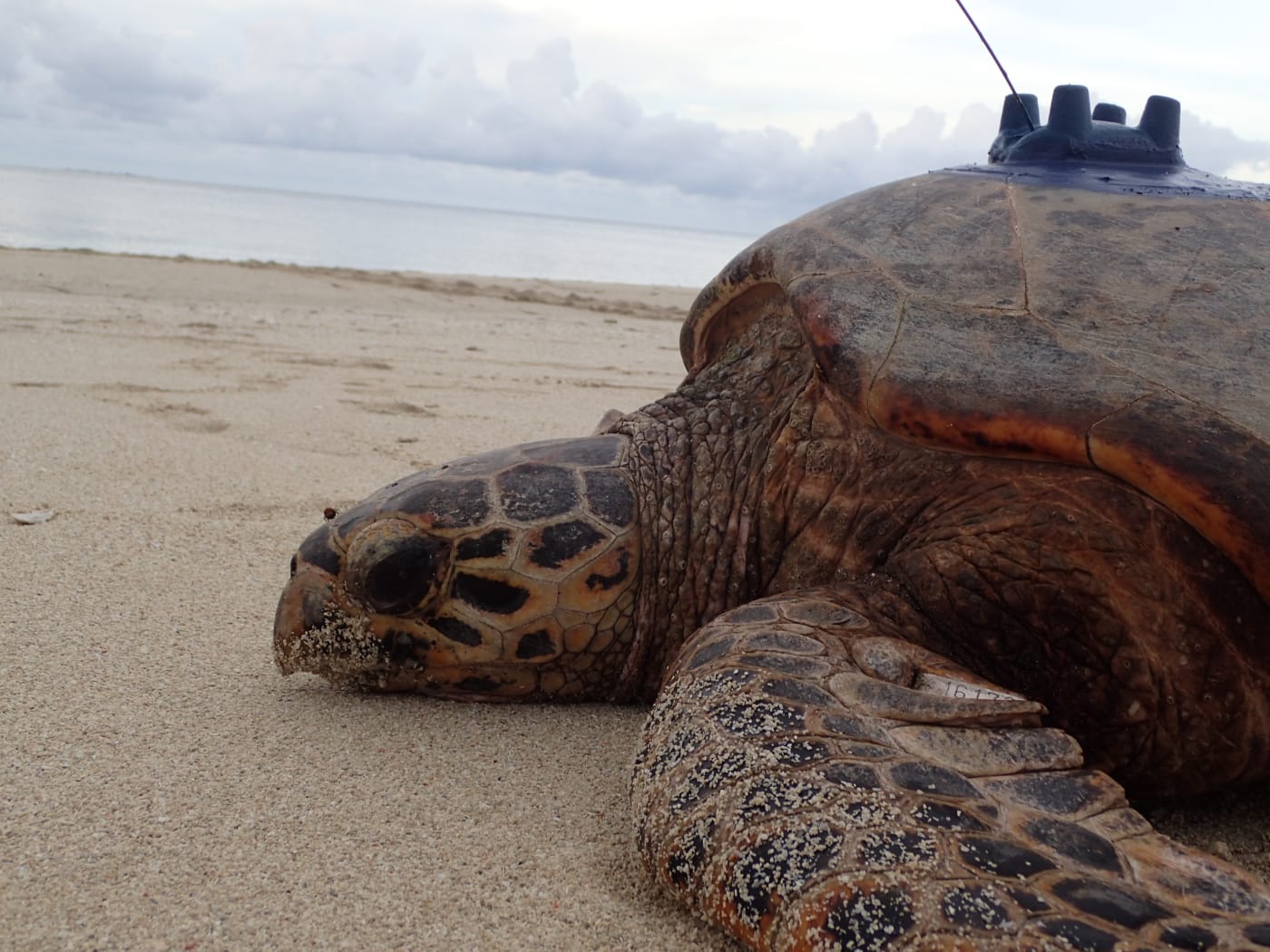 Hawksbill turtle K33408 making its way back to the water with new tracker.
In February 2017, WWF-Australia worked with Apudthama Indigenous Rangers and the Department of Environment and Heritage Protection to attach satellite transmitters to ten hawksbill turtles on Milman Island. The satellites are used to gather data about where the turtles feed, which reefs they prefer, what paths they take, and what threats they’re facing, which allows WWF and its partners to protect them more effectively.