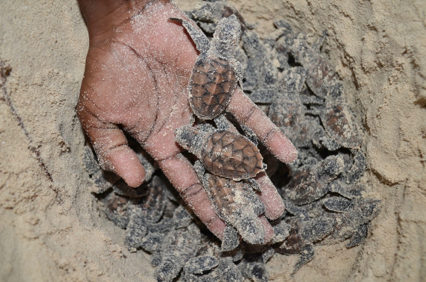 Hawksbill turtle hatchlings (Eretmochelys imbricata) in hand, Papua New Guinea. March 2017.