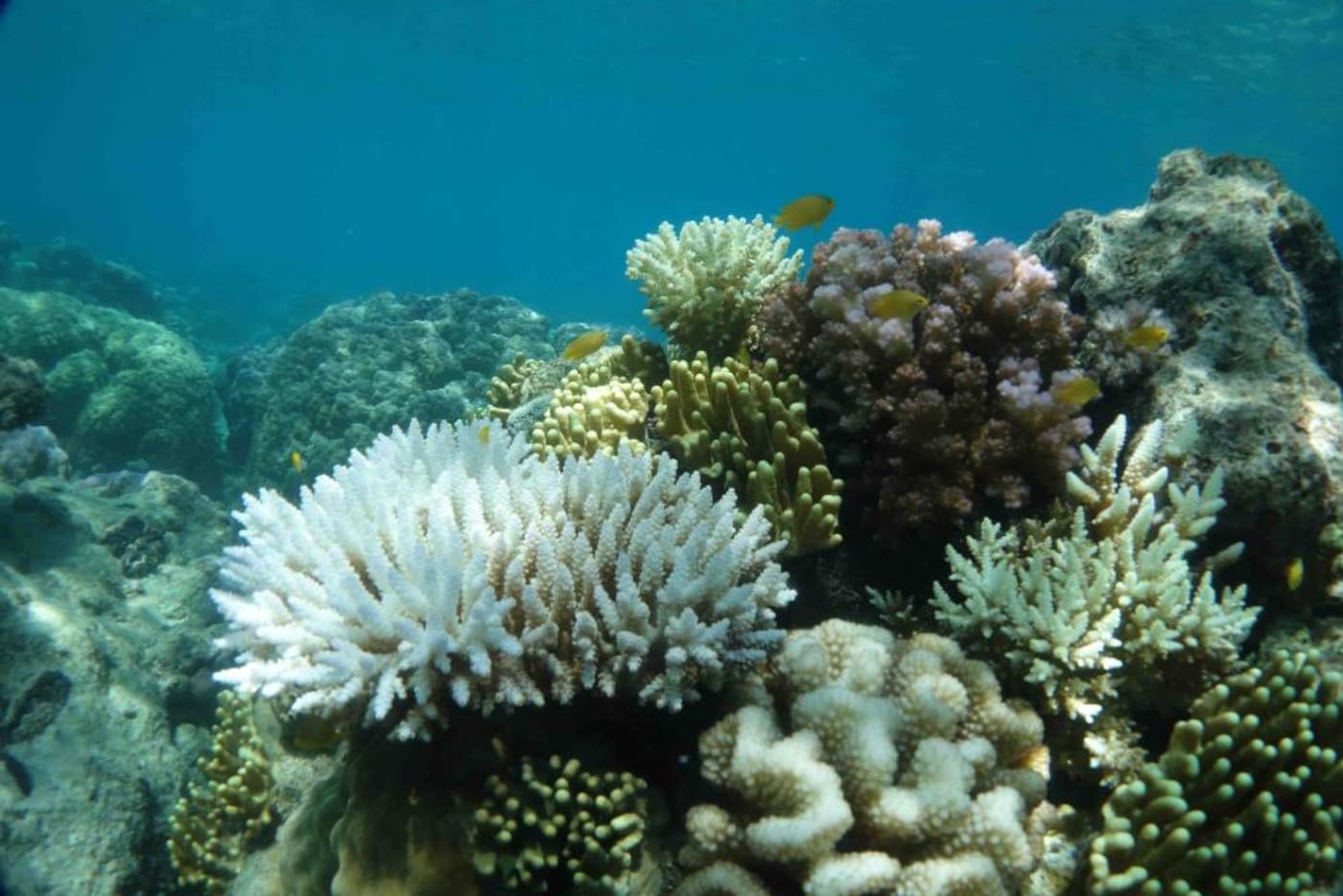 Heat stressed bleaches coral at Lizard Island