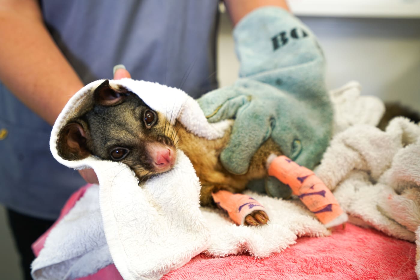 Veterinarians and nurses at Milton Village Vet treating Hissy the possum's burns. Hissy suffered third-degree burns to all four paws.