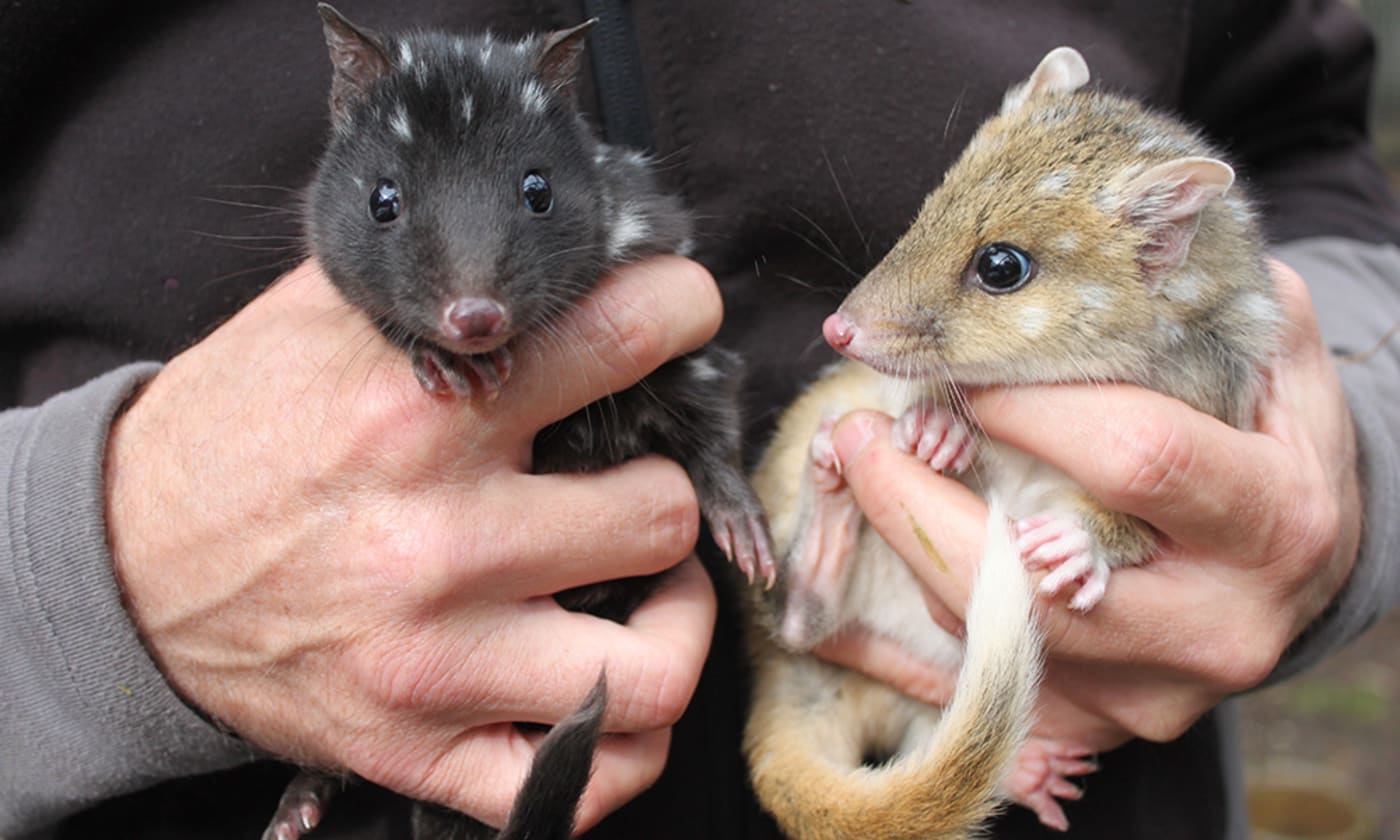 Two eastern quoll joeys at the Devils@Cradle conservation facility, Cradle Mountain, Tasmania