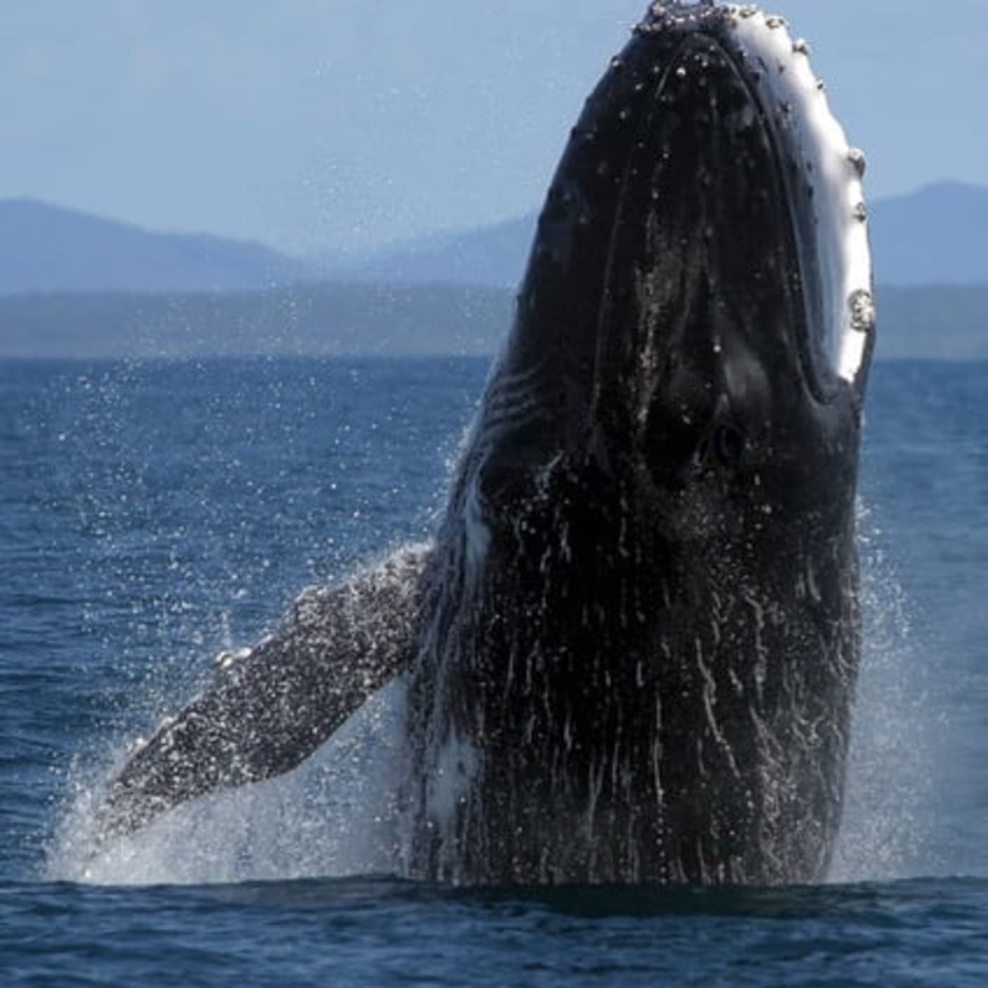 Humpback whale breaching. Coffs Harbour, New South Wales, Australia.