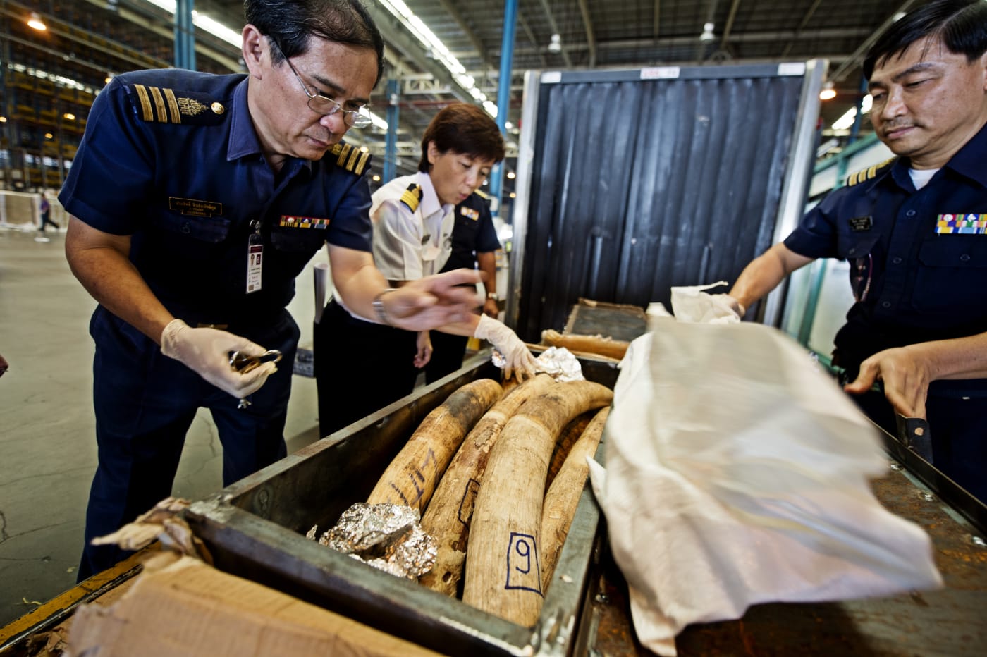 Customs officials in Suvarnabhumi discover a shipment of African elephant tusks from Mozambique.