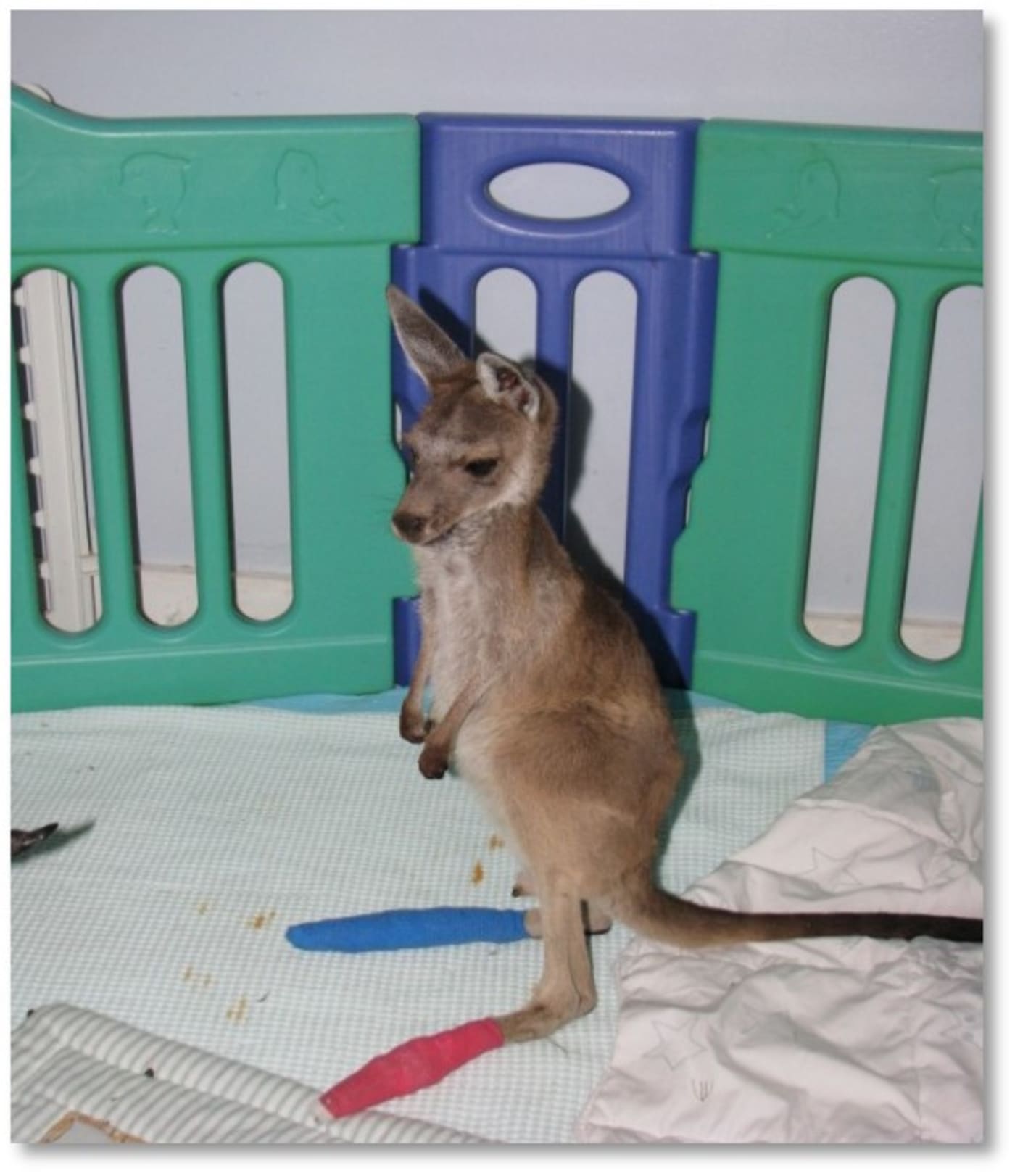 Clover, an orphaned western grey kangaroo