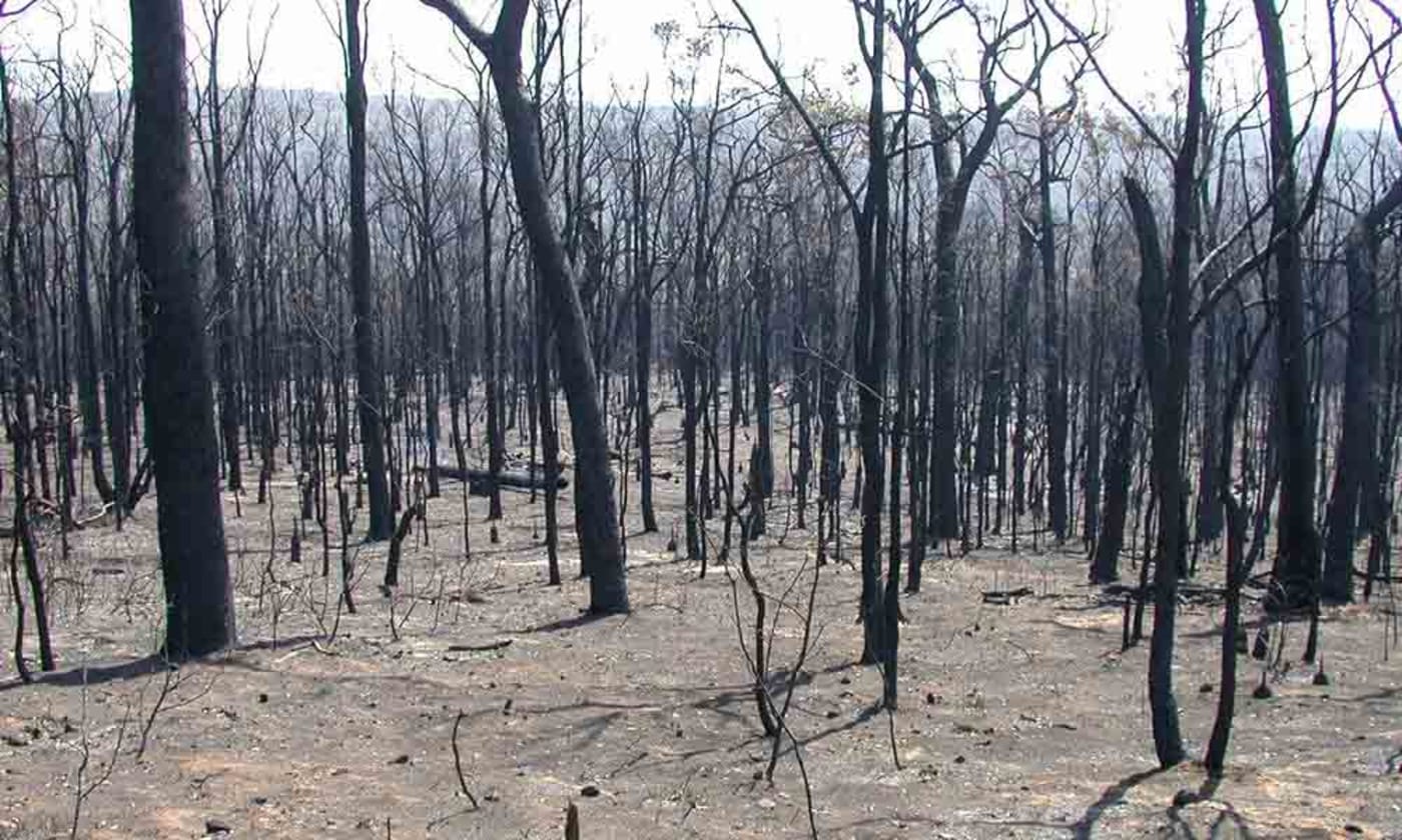 Intensely burnt forest, showing complete loss of vegetation structure in quokka habitat. Western Australia