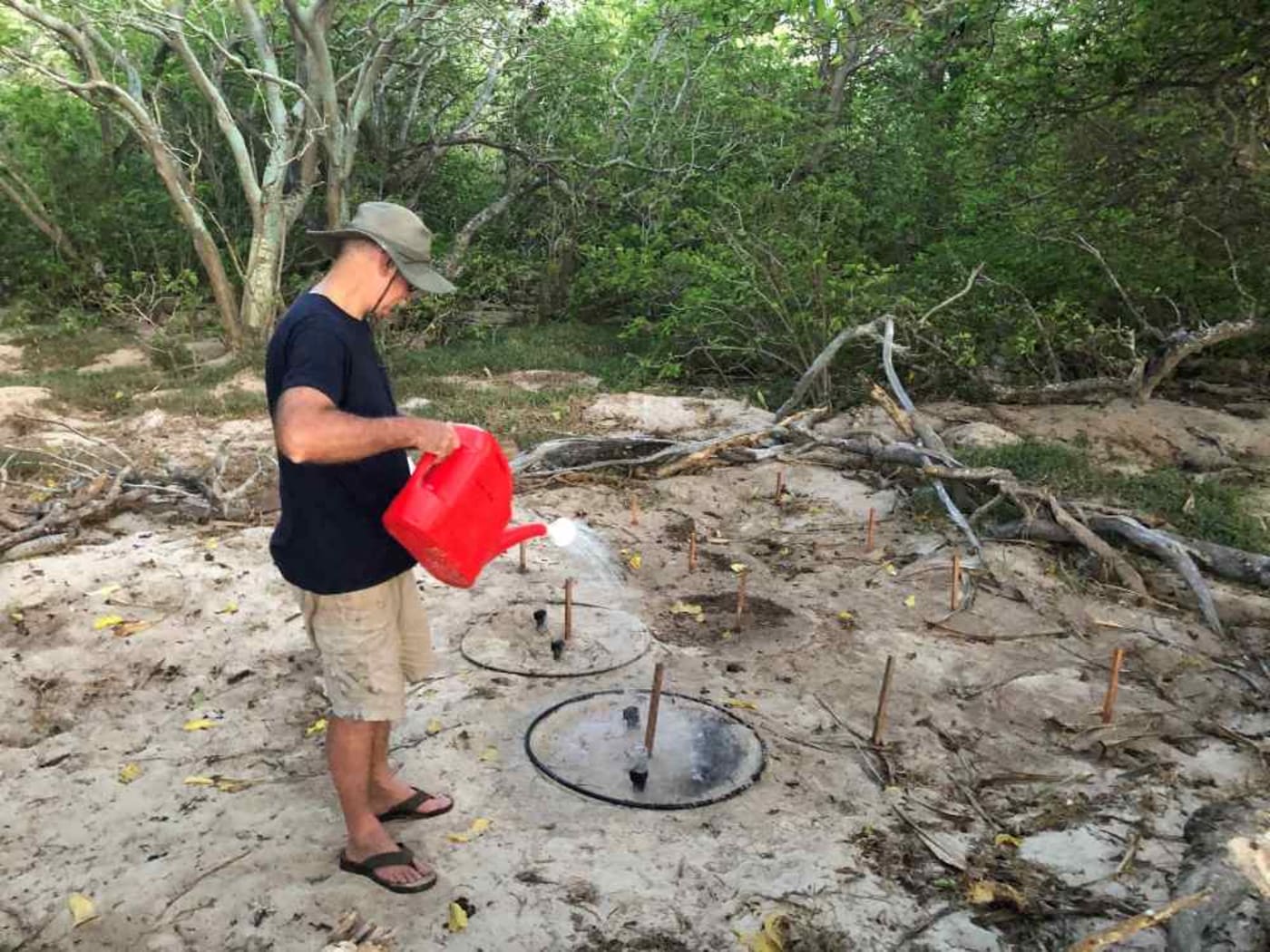 WWF-Australia and the University of Queensland with the support of Koala are conducting follow-up studies to the Turtle Cooling project launched in January 2019 on Milman Island.