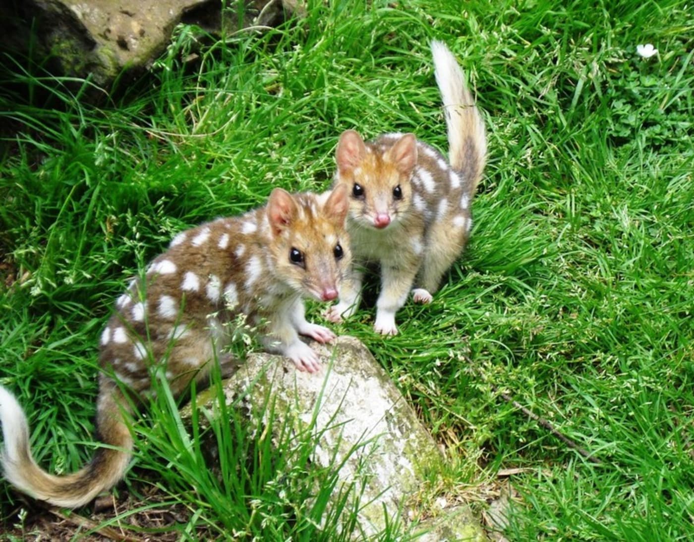 Rewilding Australia and WWF-Australia are supporting Wildlife Sanctuaries in Tasmania – Devils@Cradle and Trowunna Wildlife Park – to expand their captive breeding program for eastern quolls.