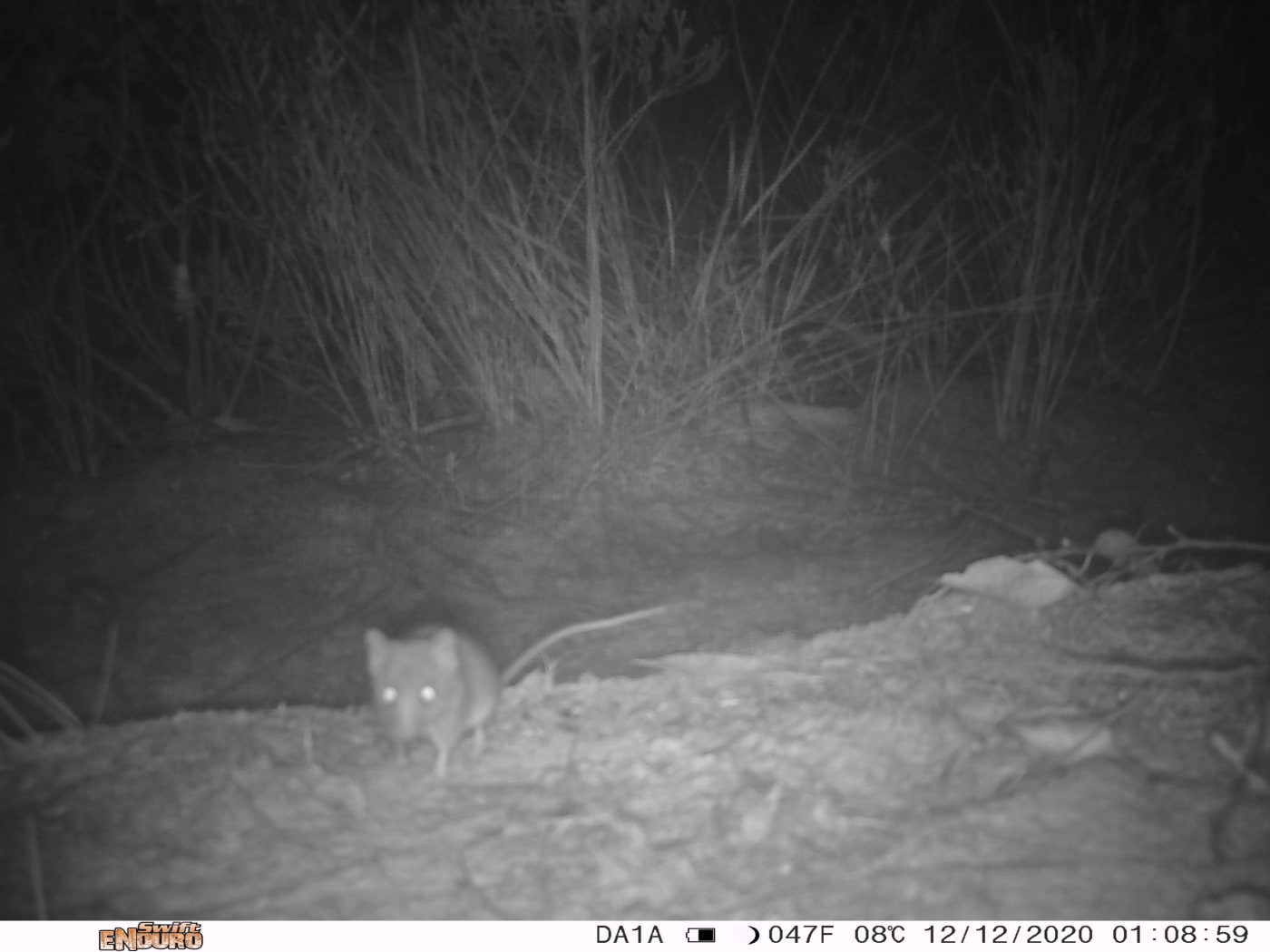 Kangaroo Island dunnart captured in a photo from a camera trap