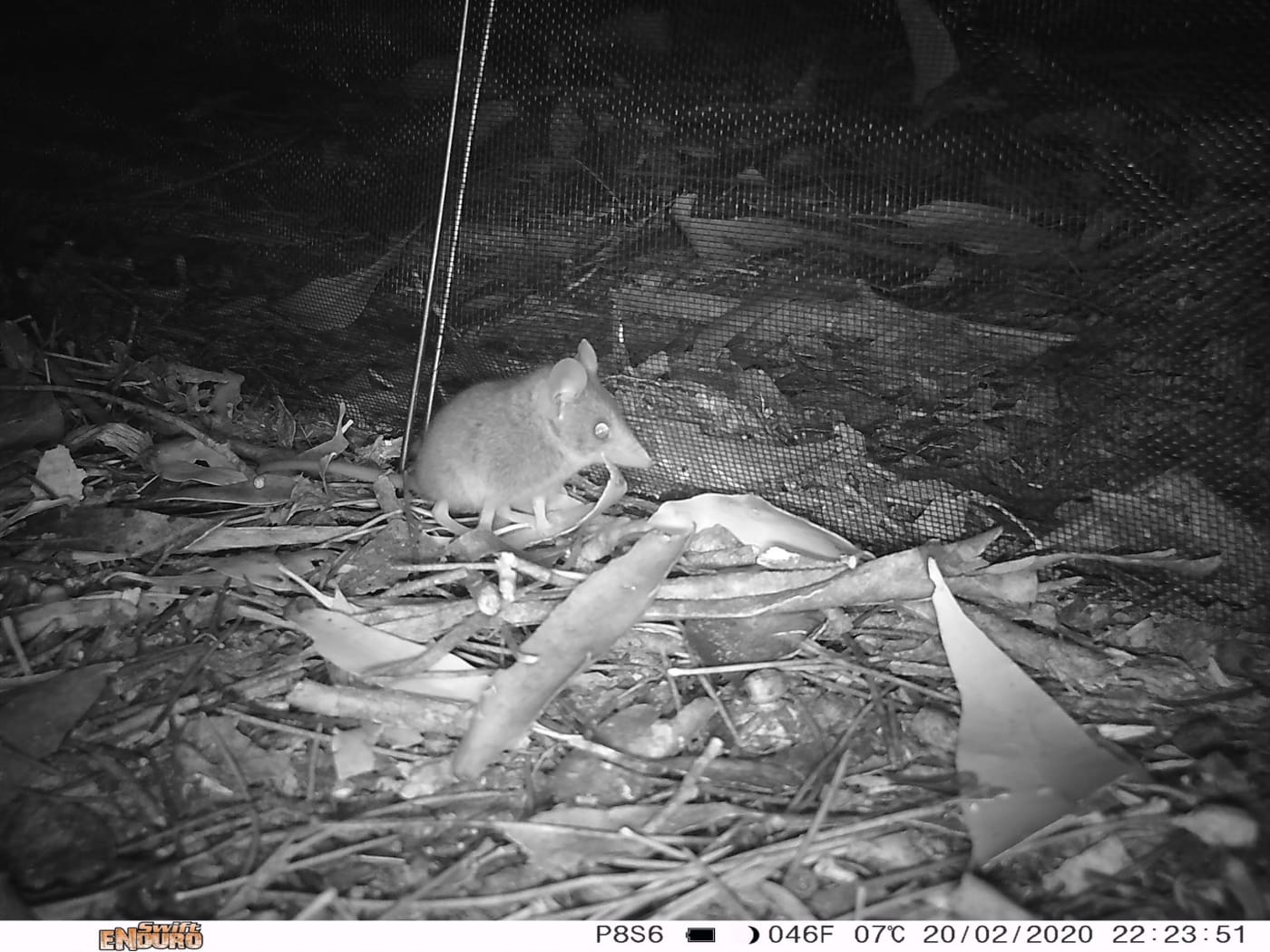 A Kangaroo Island dunnart captured on camera at the new site