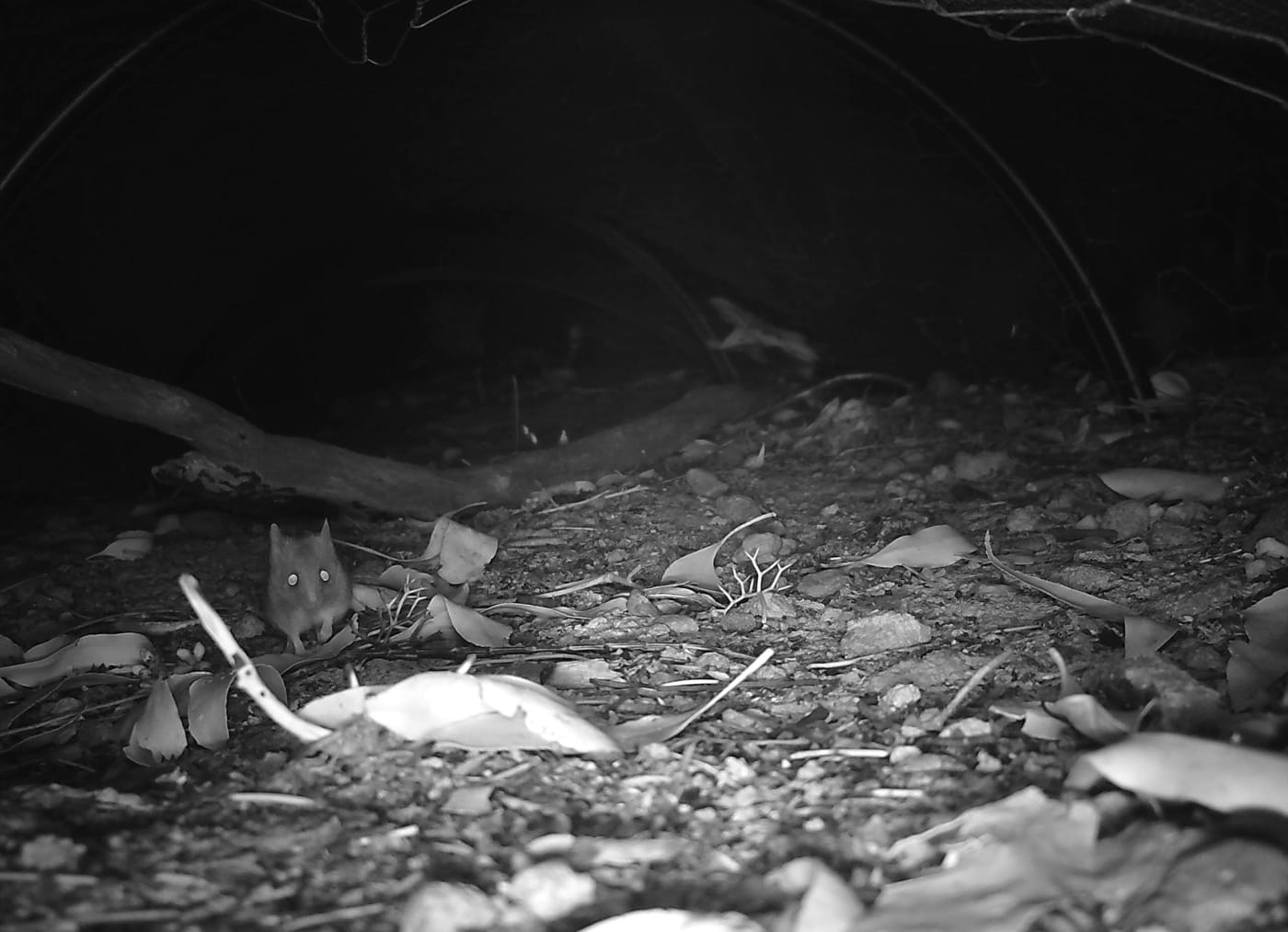 Kangaroo Island dunnart taking refuge in a shelter tunnel