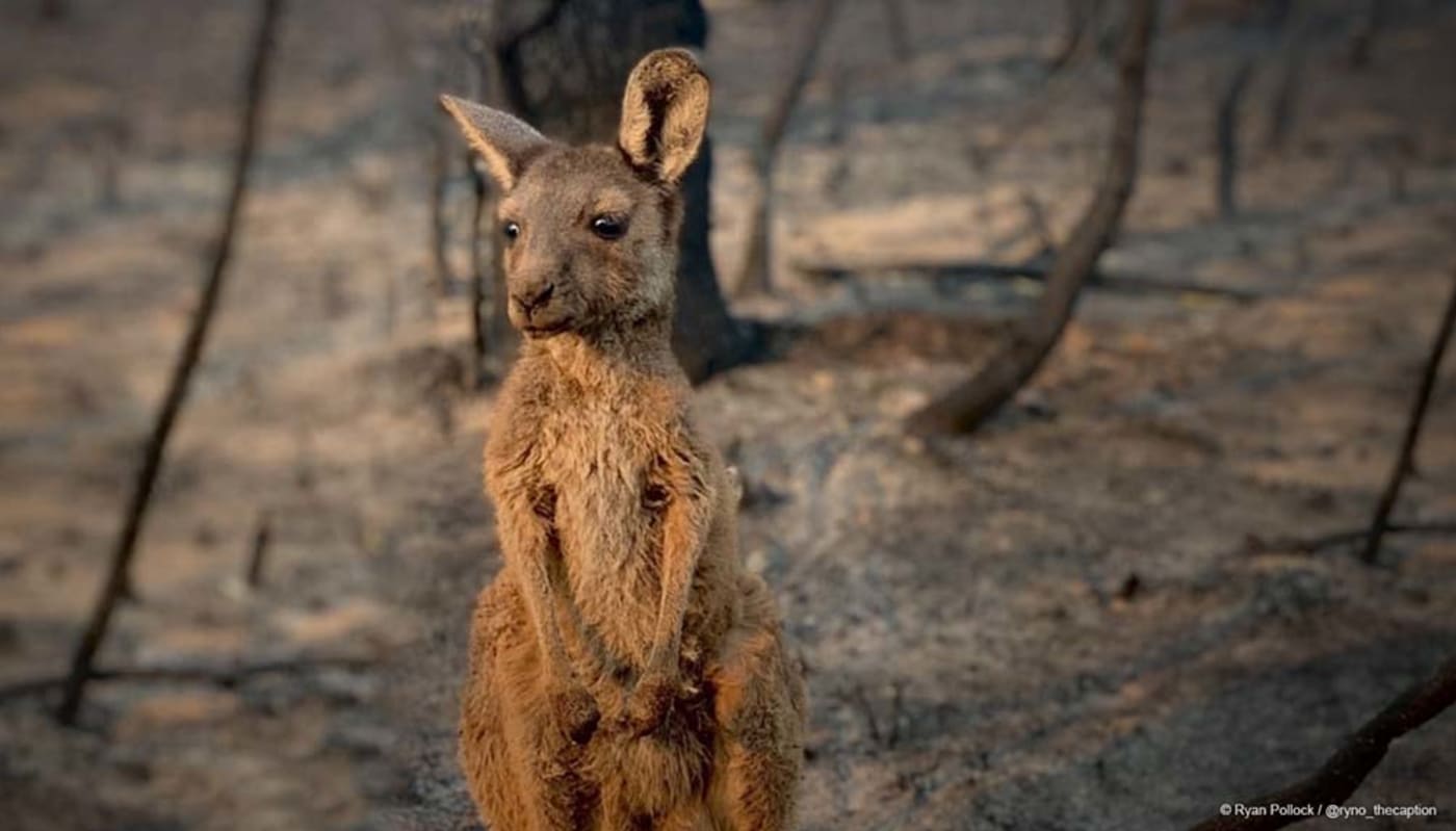 Kangaroo Joey bushfire aftermath
