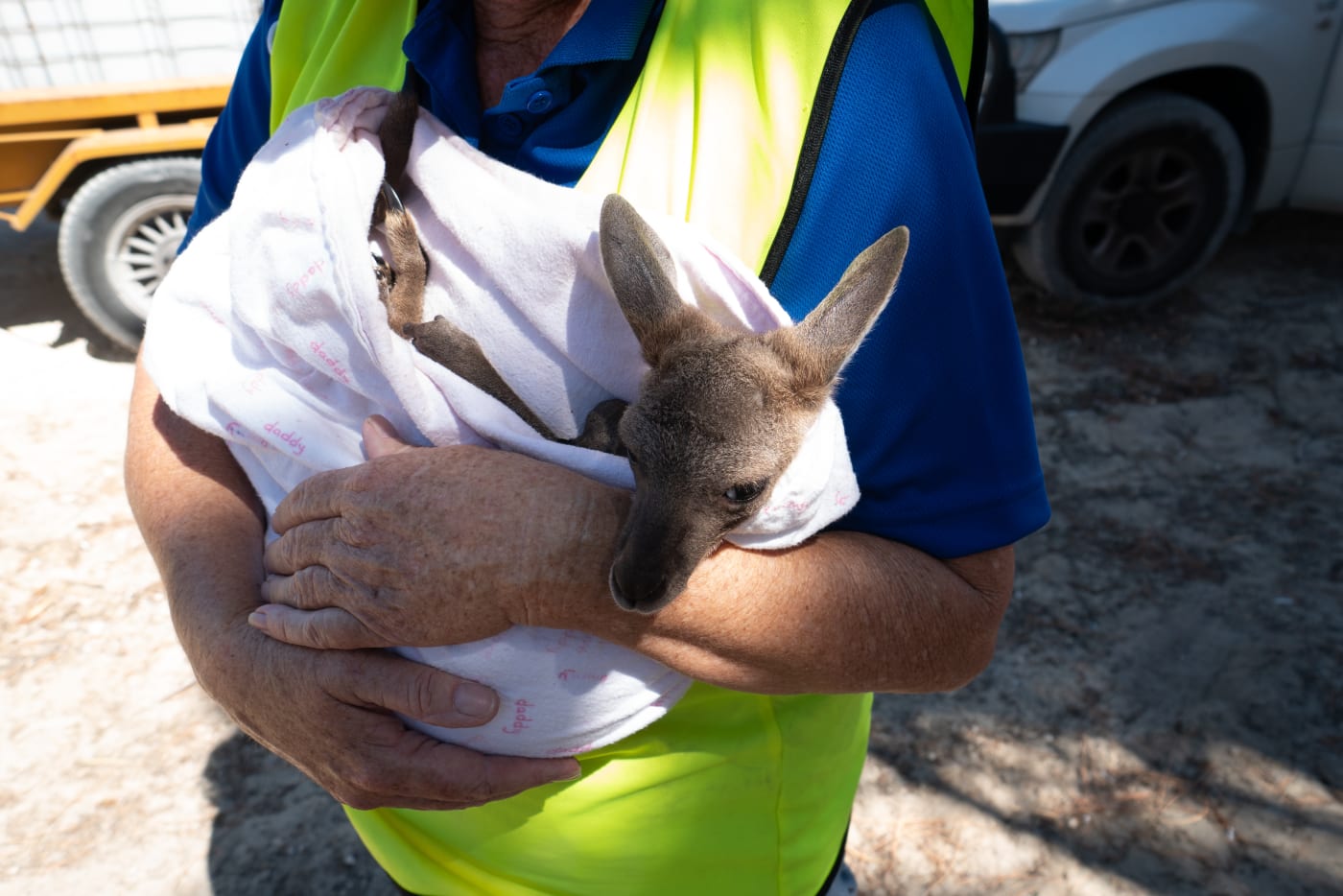 Kangaroo joey in care - Native Animal Rescue