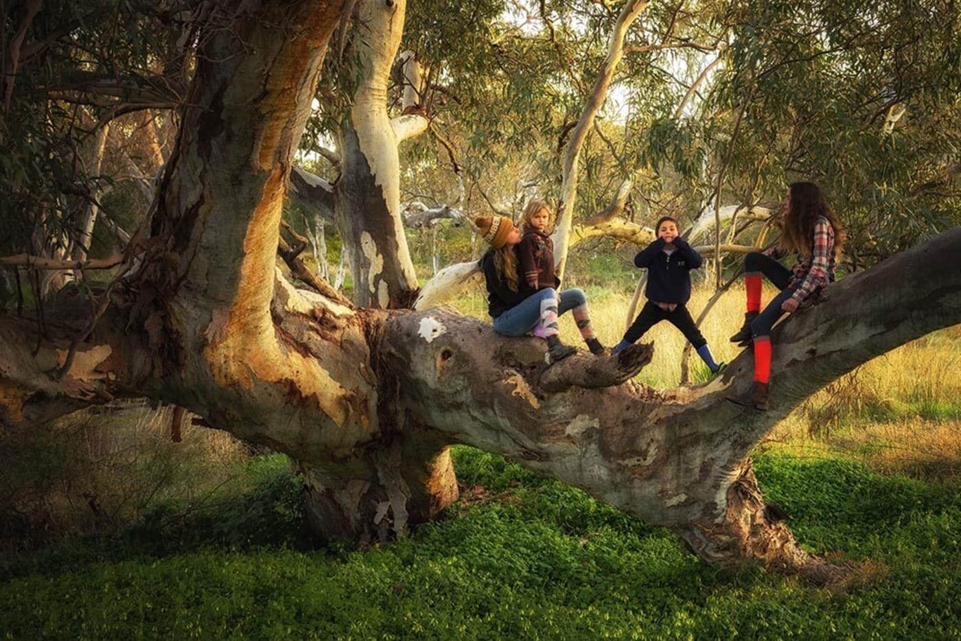 Kids playing in a tree, Harrogate, South Australia