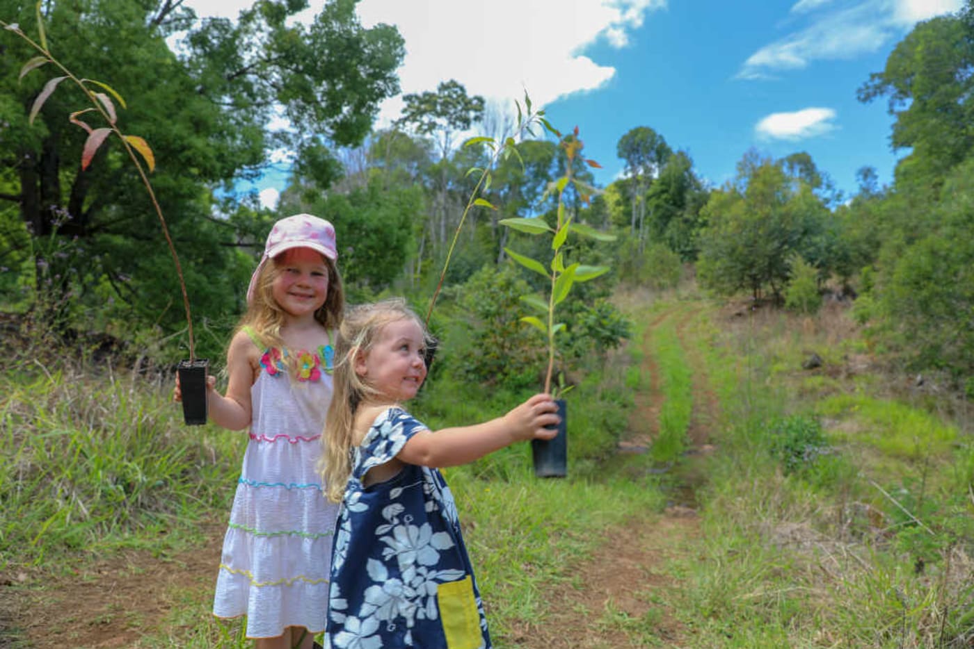 Children plant koala food trees for the future