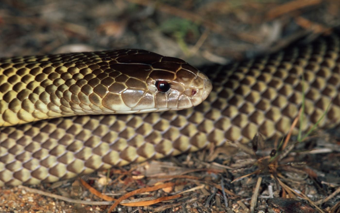 Pseudechis australis King brown snake One of the most venomous snakes in the world, Australia