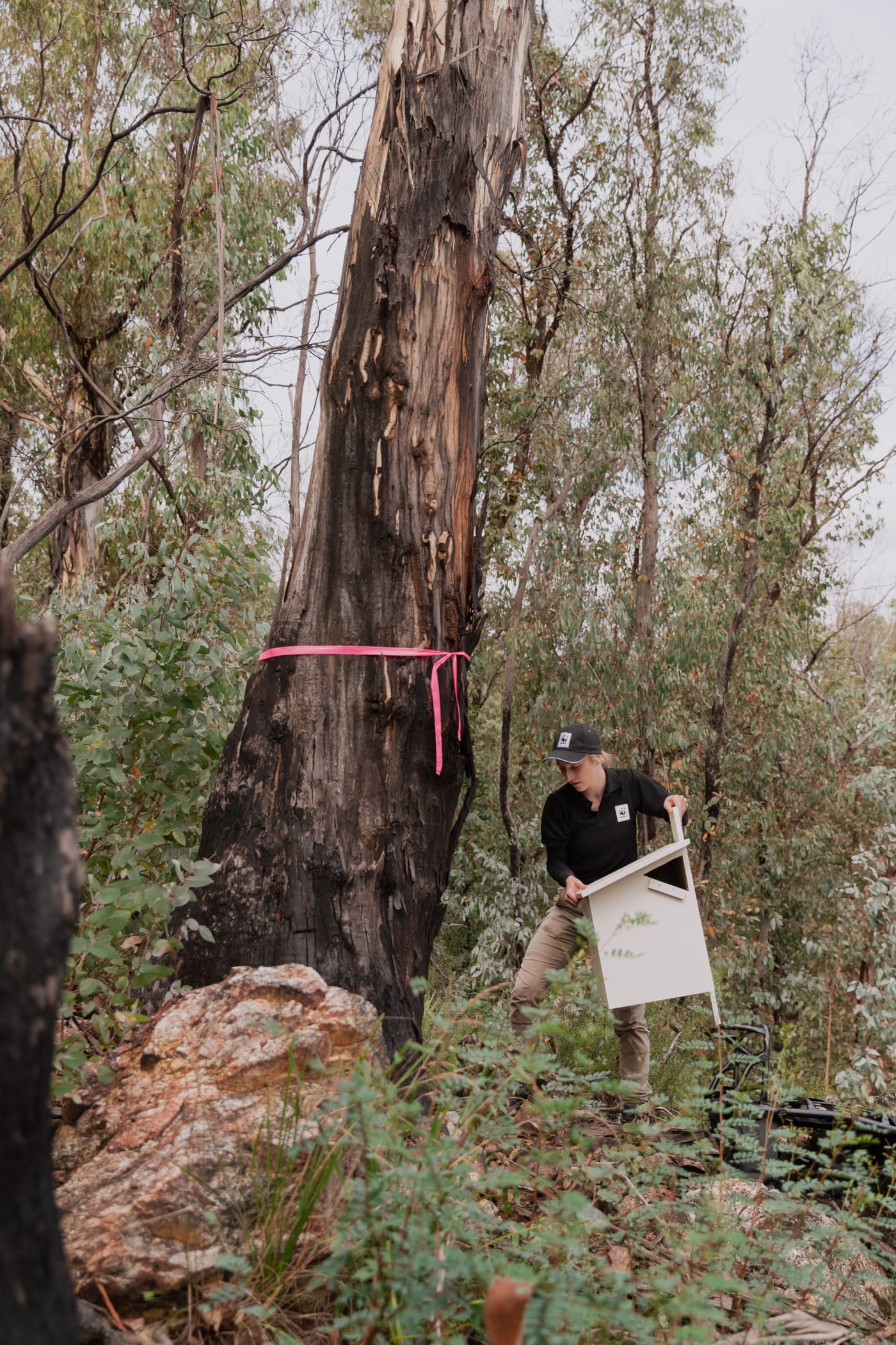 Dr Kita Ashman (Threatened Species and Climate Adaptation Ecologist, WWF-Australia) with a nest box.