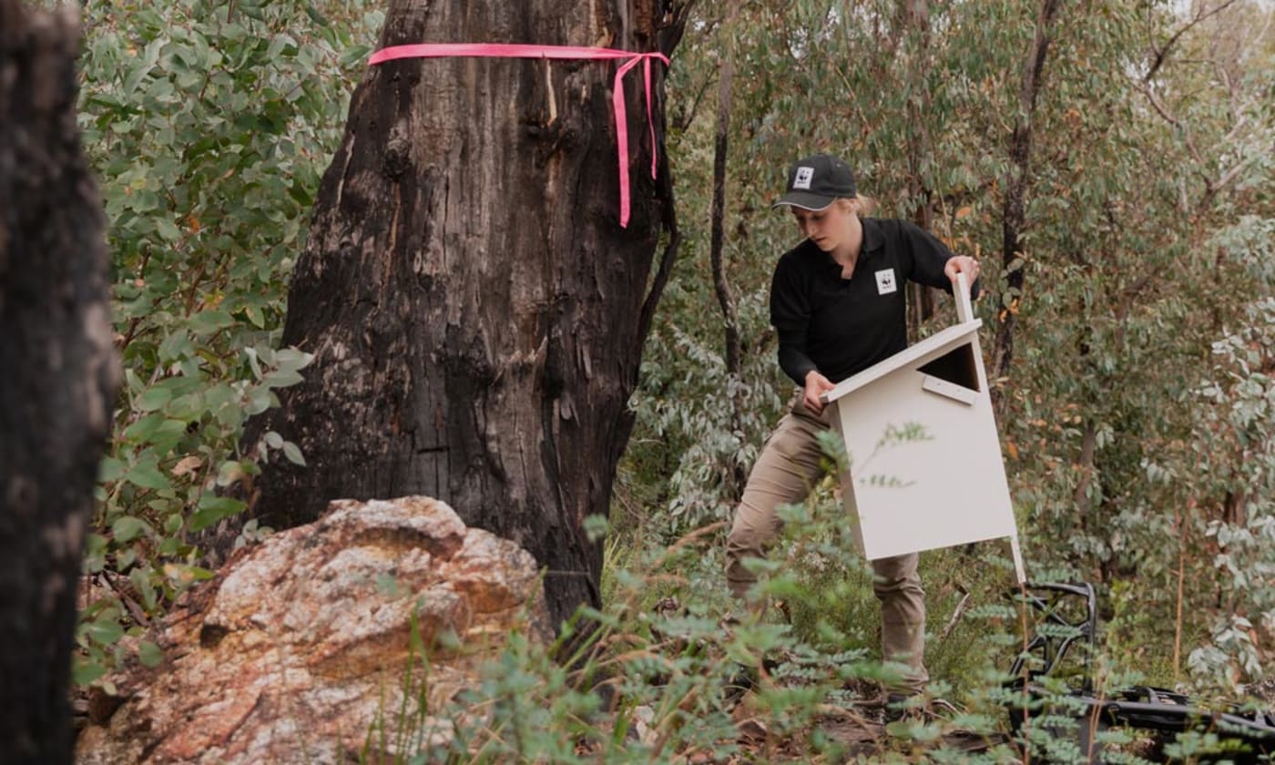 Dr Kita Ashman from WWF-Australia with a greater glider nest box in Tallaganda National Park, NSW