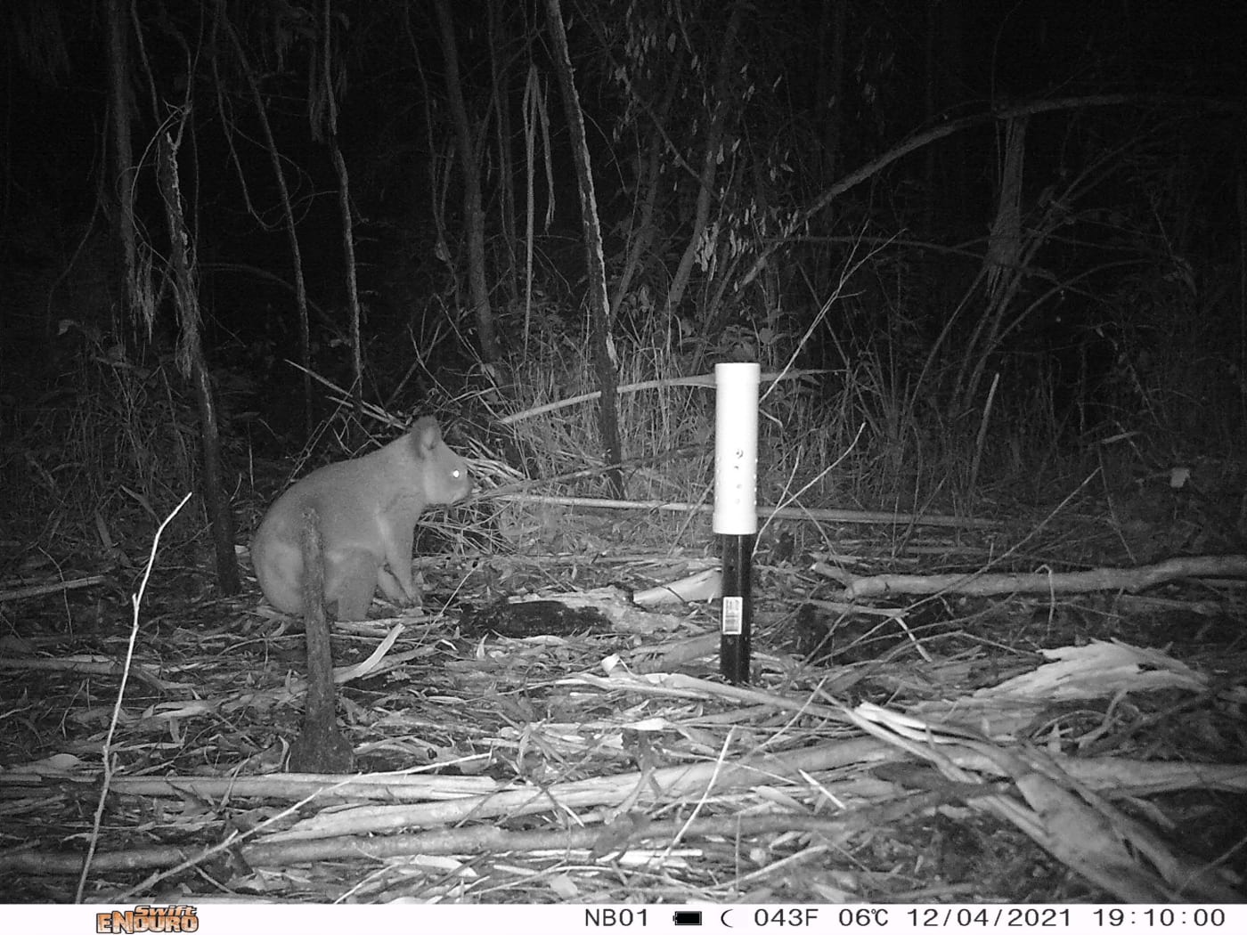 Koala captured in a photo from a camera trap, northern NSW