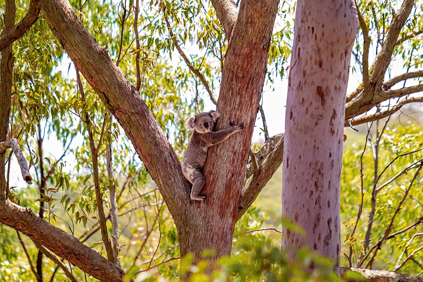The unique native Australian koala, hugging a gum tree