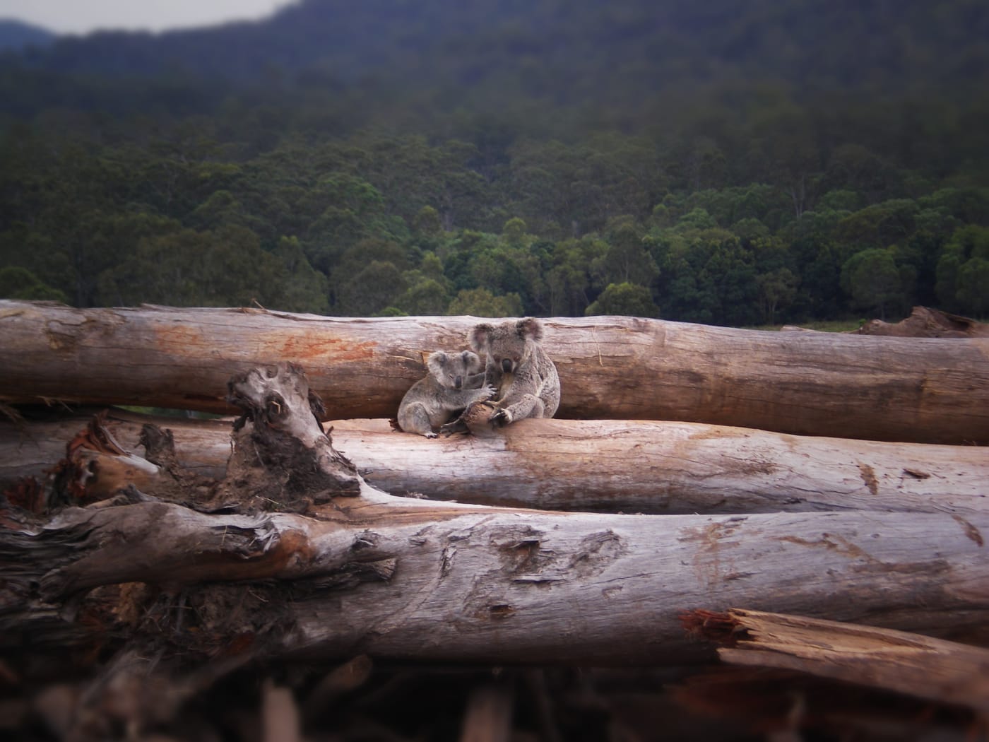 Koala mother and joey seek refuge on bulldozed logs in Queensland, Australia.