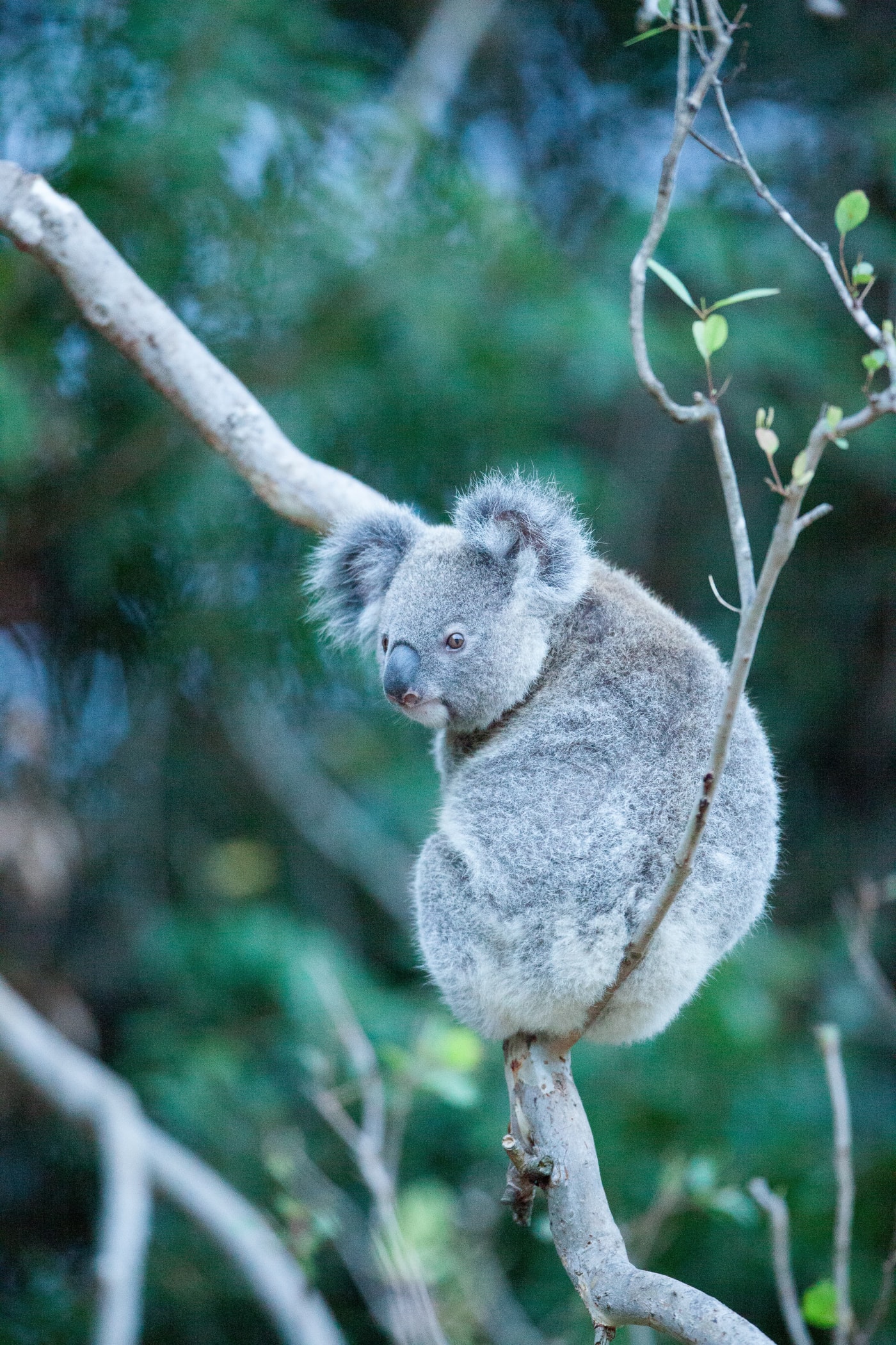 A koala on a property at Swan Bay. A team of tree planters from Bangalow Koalas, East Coast Bush Regeneration, Minyumai IPA Rangers and WWF-Australia planted more than 2000 koala food trees and 1500 wildlife corridor trees on the property in the Richmond Valley to support a small koala colony.