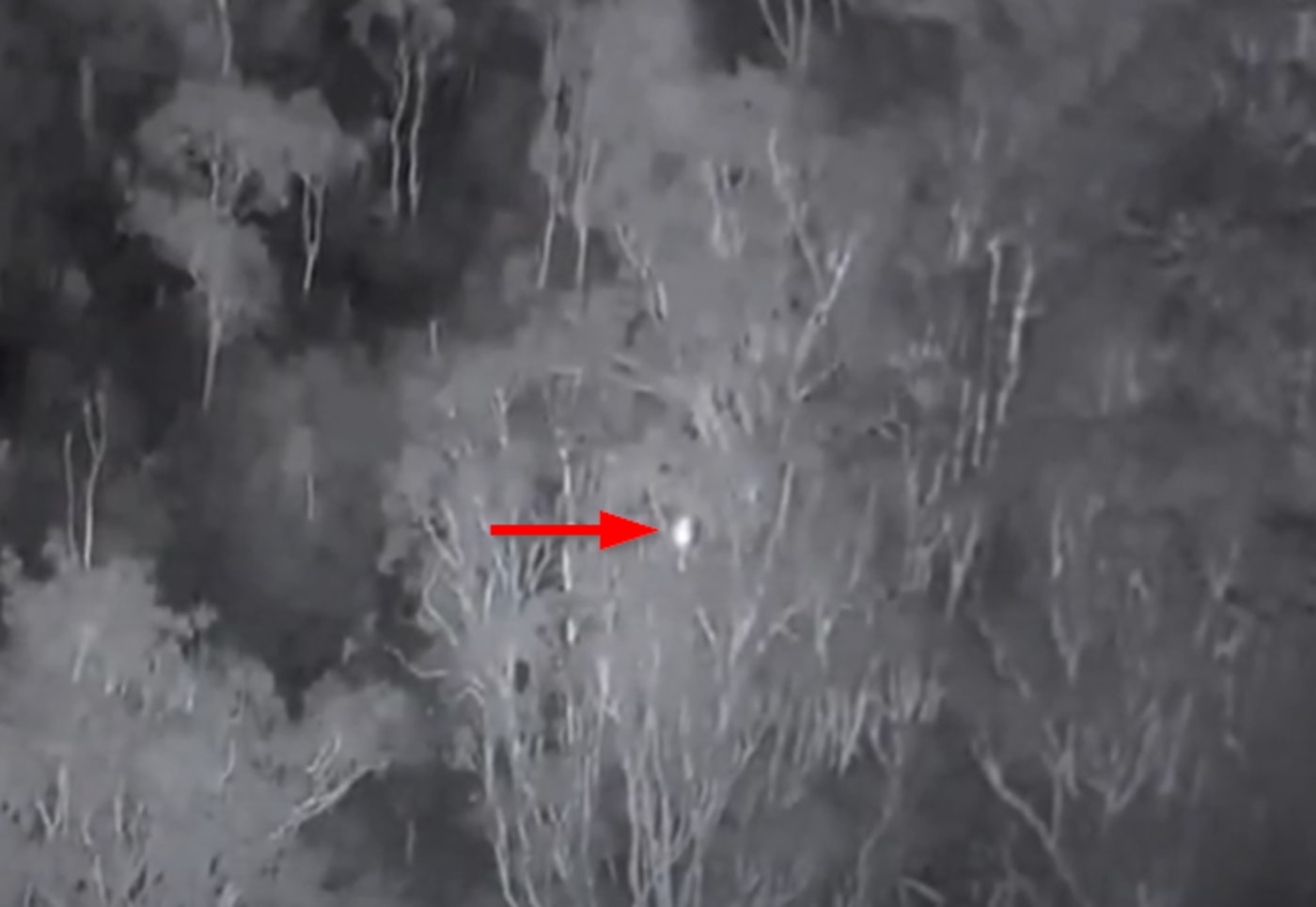 Koala detected on thermal imaging camera on Minjerribah (North Stradbroke Island)