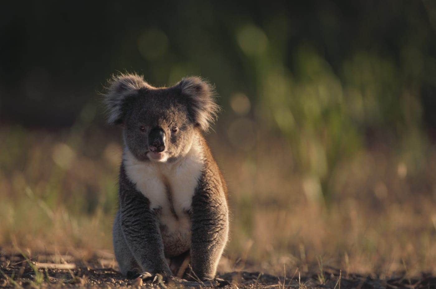 Wild koala (Phascolarctos cinereus) sitting on ground, Kangaroo Island, South Australia.