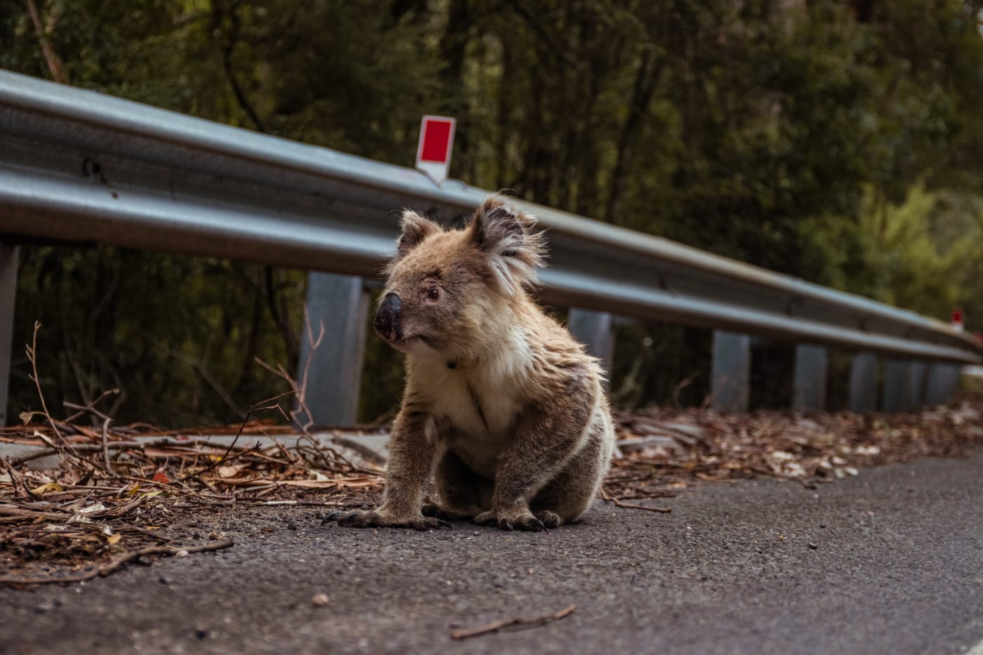 Koala sitting on the roadside.