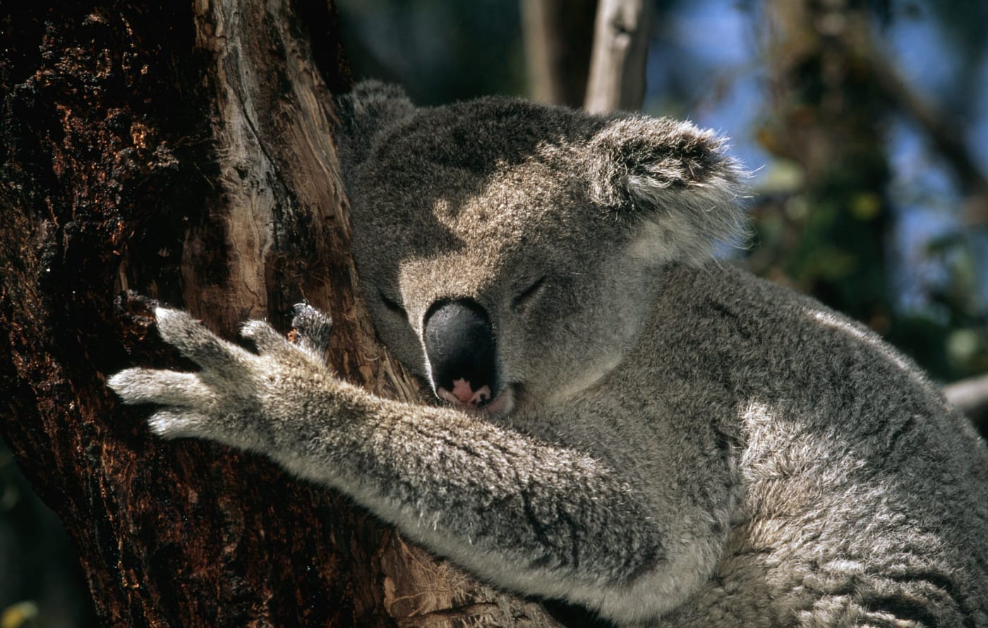 Phascolarctos cinereus Koala Koalas sleep up to 20 hours a day Australia