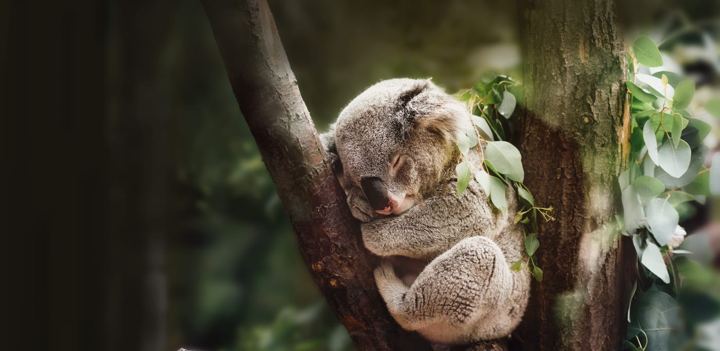 Koala dozes in a tree