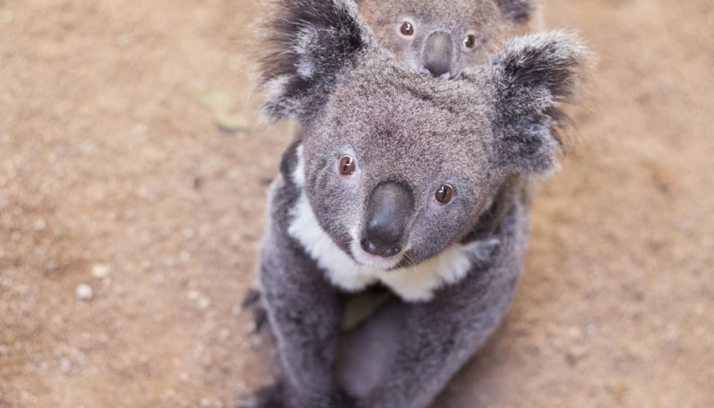 Koala with joey on her back
