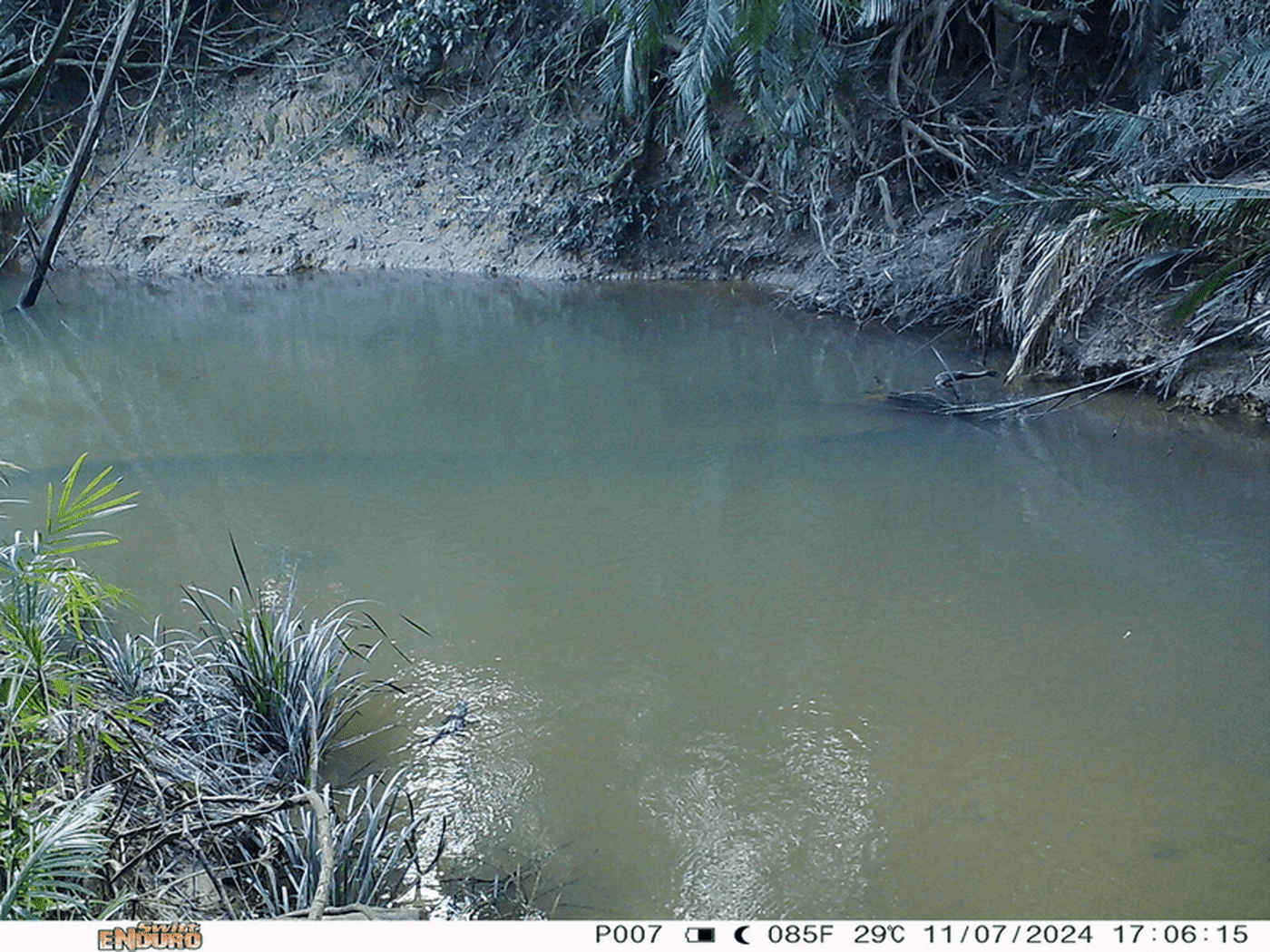 A GIF showing the first four images of a platypus found north of Kuranda
