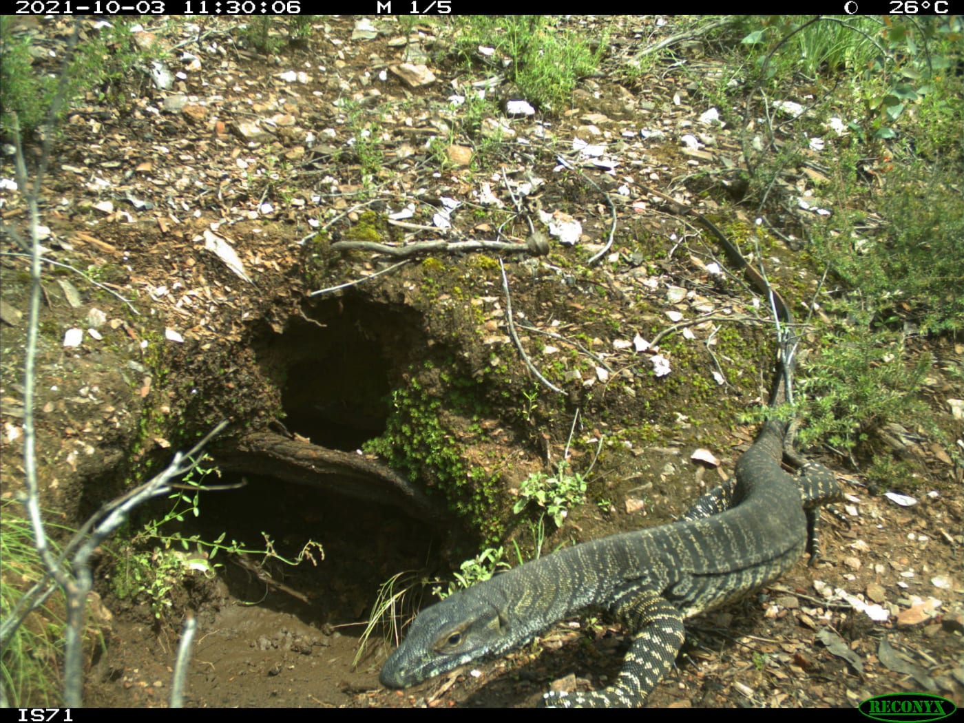 Lace monitor investigates the entrance of a wombat burrow.