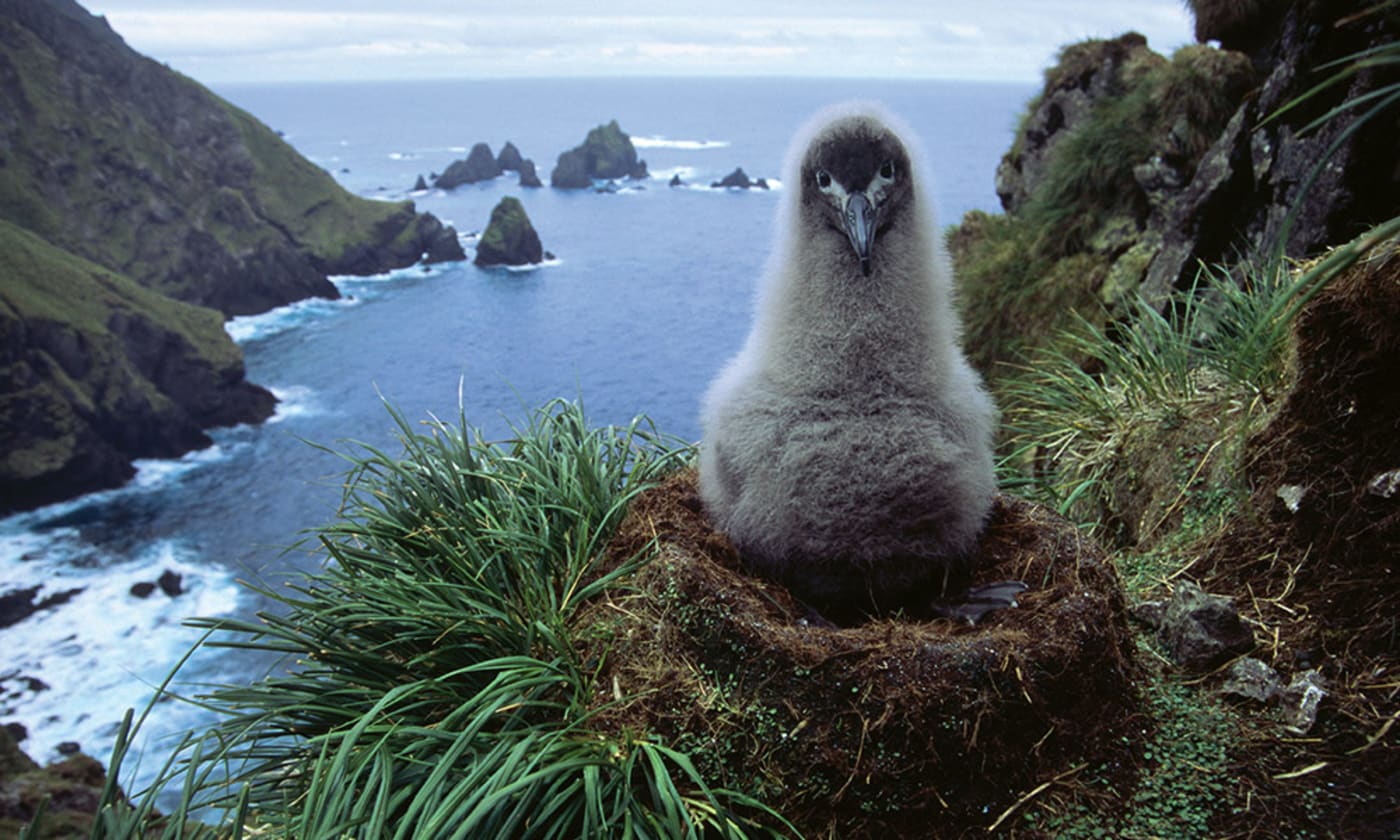 Light-mantled sooty albatross chick (Phoebetria palpebrata) sits on nest, Macquarie Island