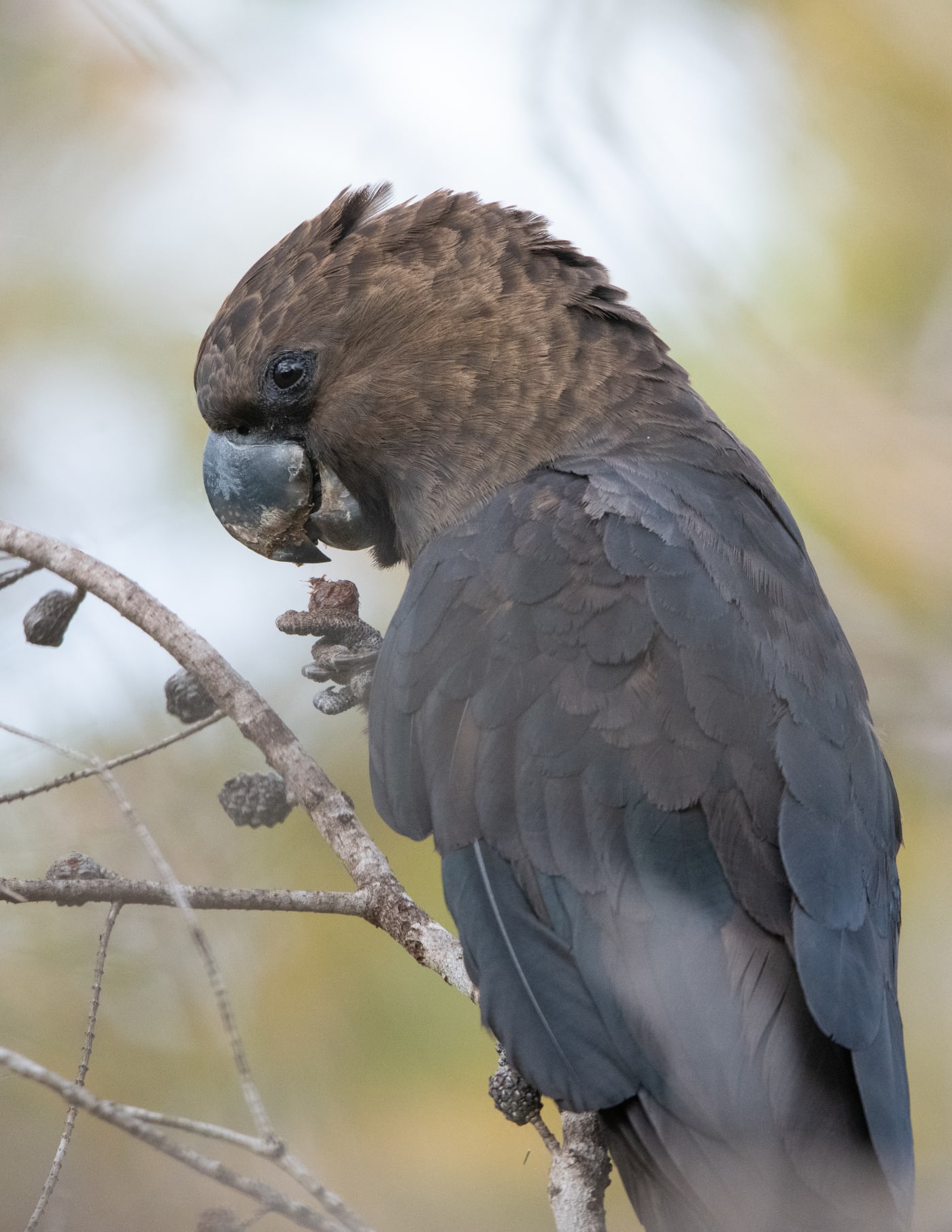 Barry, a male glossy black cockatoo feeding on she-oak