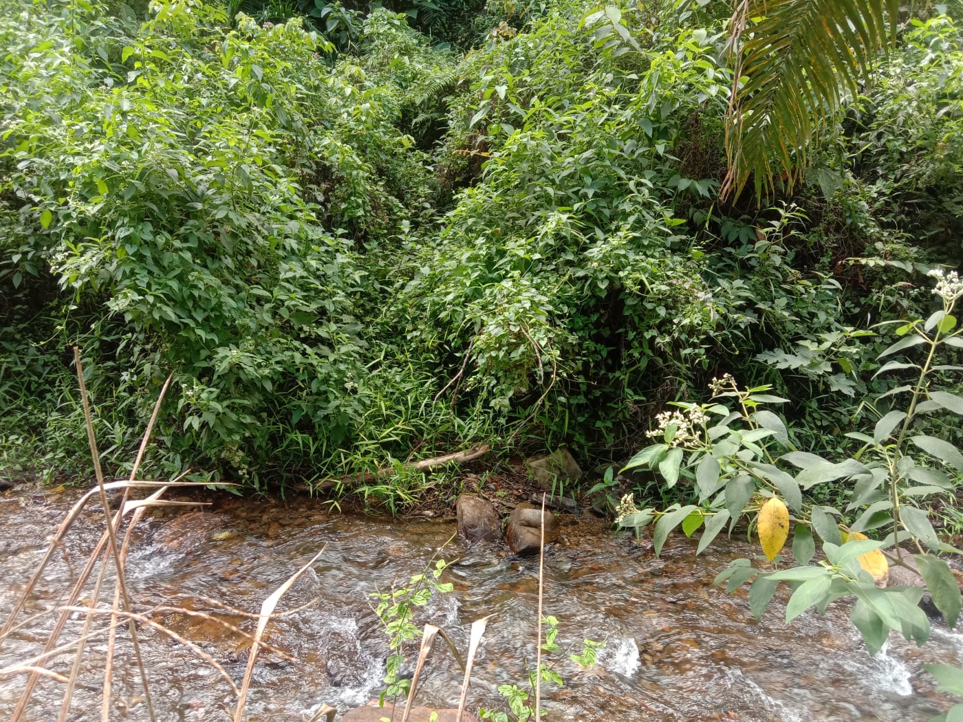 Malilau Ketek RiverMalilau Ketek River