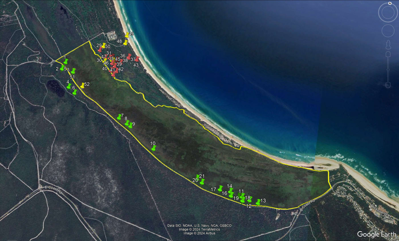 A drone located 52 koalas in Flinders Swamp while even experienced koala spotters can struggle to find koalas in Minjerribah’s thick vegetation.