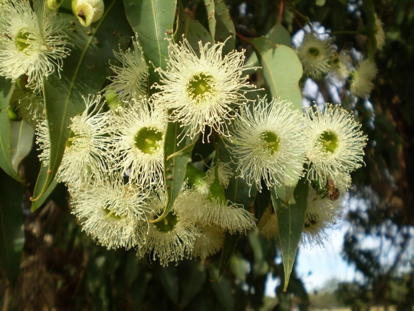 Marri (Corymbia calophylla), Western Australia