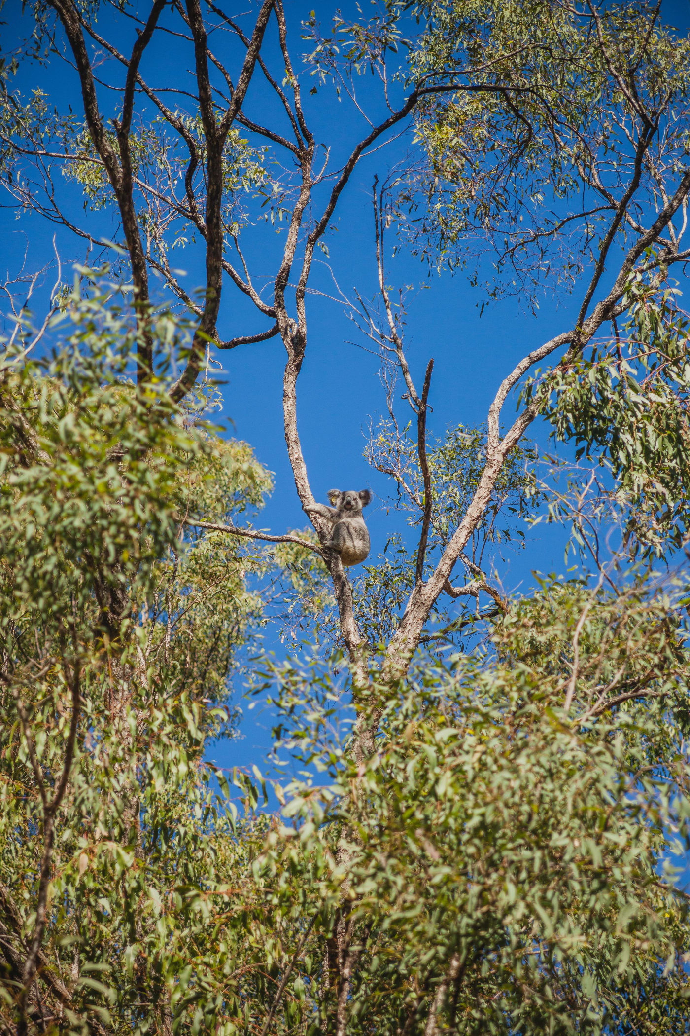 Maryanne the koala looking down from high up a tree after release back to the wild
