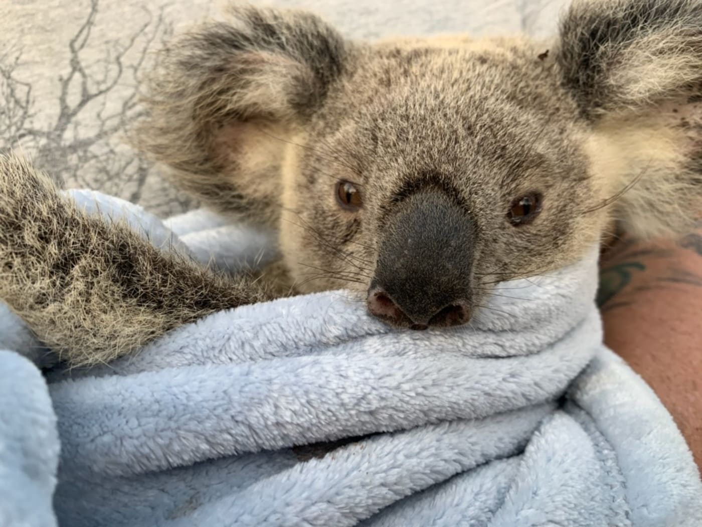 Maryanne the koala wrapped in a blanket

- 

WWF-Australia has deployed emergency funds for immediate wildlife rescue, care and recovery. We are providing support to the RSPCA Queensland, the leading wildlife care facility during the recent bushfires in Queensland to enable urgent treatment and ongoing care for the huge influx of injured wildlife, in particular koalas.