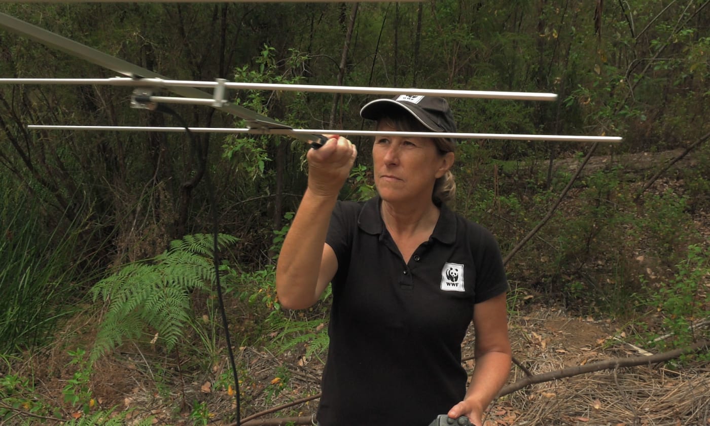 WWF-Australia’s southwest WA Species Conservation Manager, Merril Halley, uses radio tracking devices to locate quokkas in the southwest forests of Western Australia. January, 2016